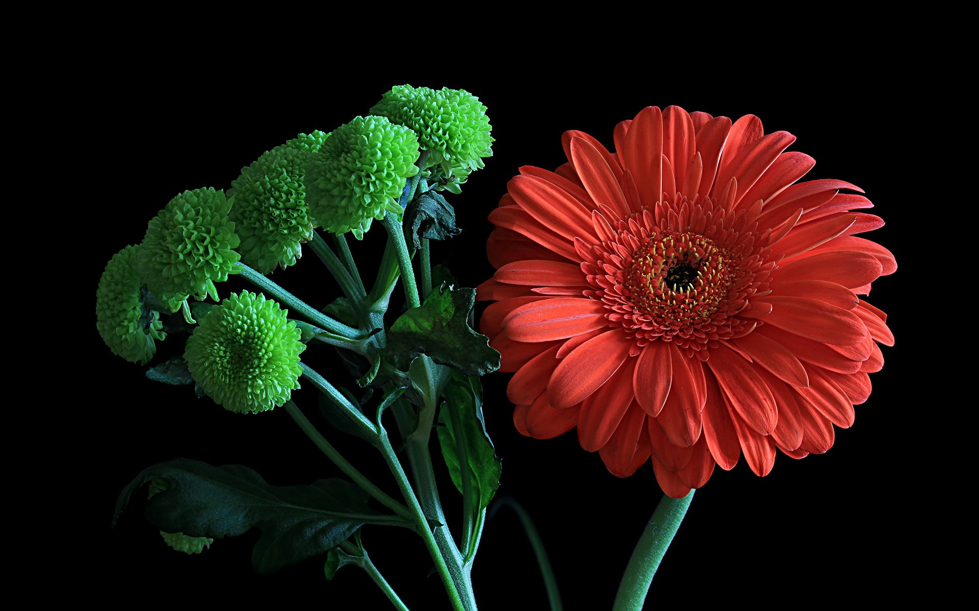 Обои цветы, макро, гербера, флора, flowers, macro, gerbera, flora разрешение 4943x3247 Загрузить