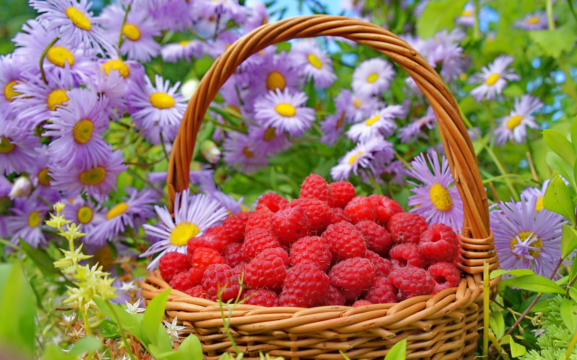 Обои цветы, природа, малина, лето, ягода, корзина, flowers, nature, raspberry, summer, berry, basket разрешение 3250x2358 Загрузить