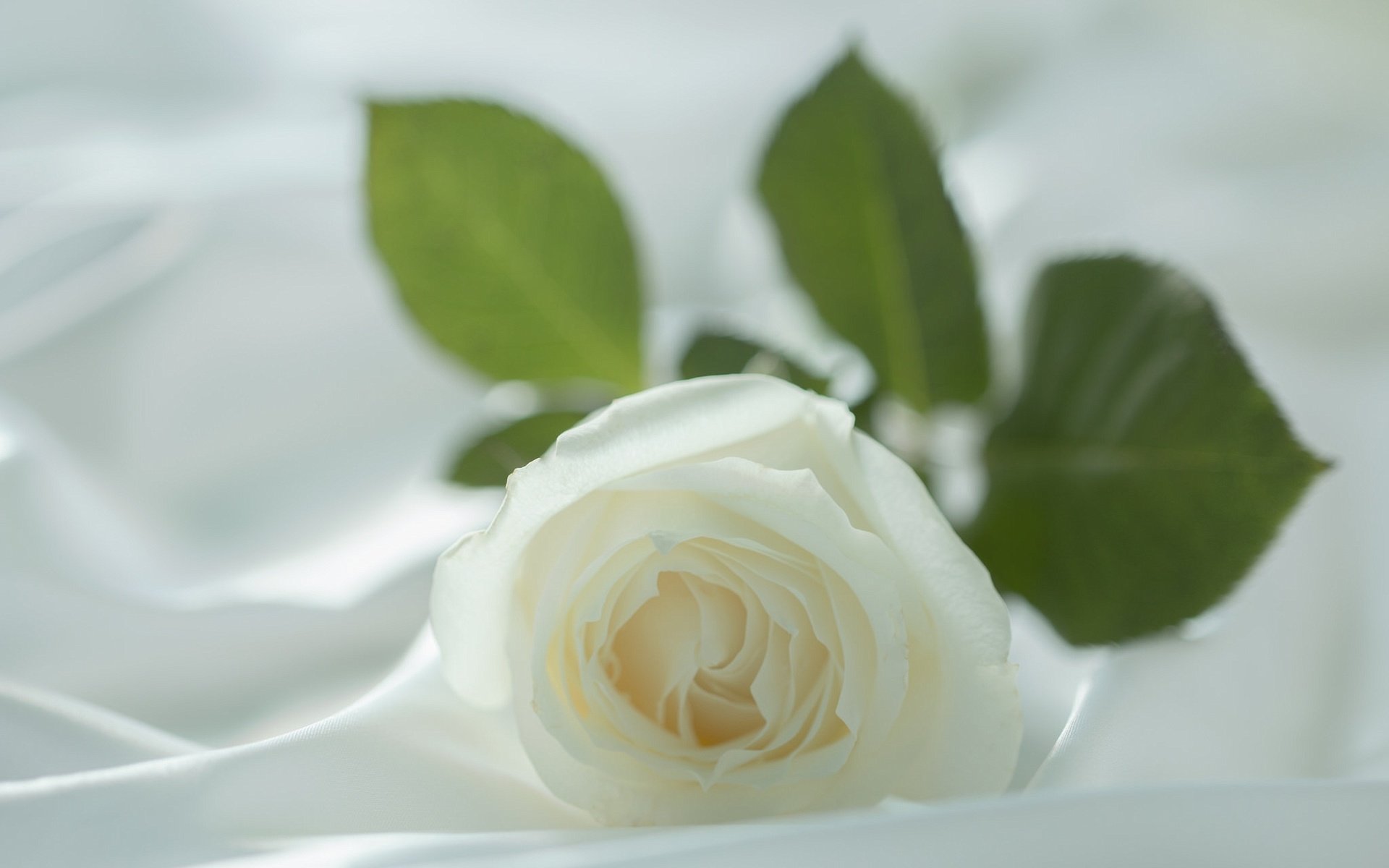 Обои макро, роза, бутон, ткань, белая, материя, белая роза, macro, rose, bud, fabric, white, matter, white rose разрешение 2048x1365 Загрузить