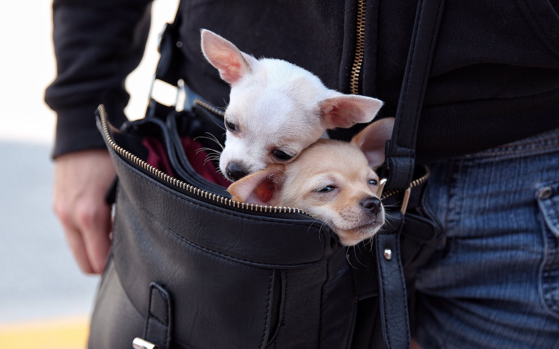 Обои парочка, собаки, сумка, чихуахуа, мордашки, переезд, a couple, dogs, bag, chihuahua, faces, moving разрешение 2048x1365 Загрузить
