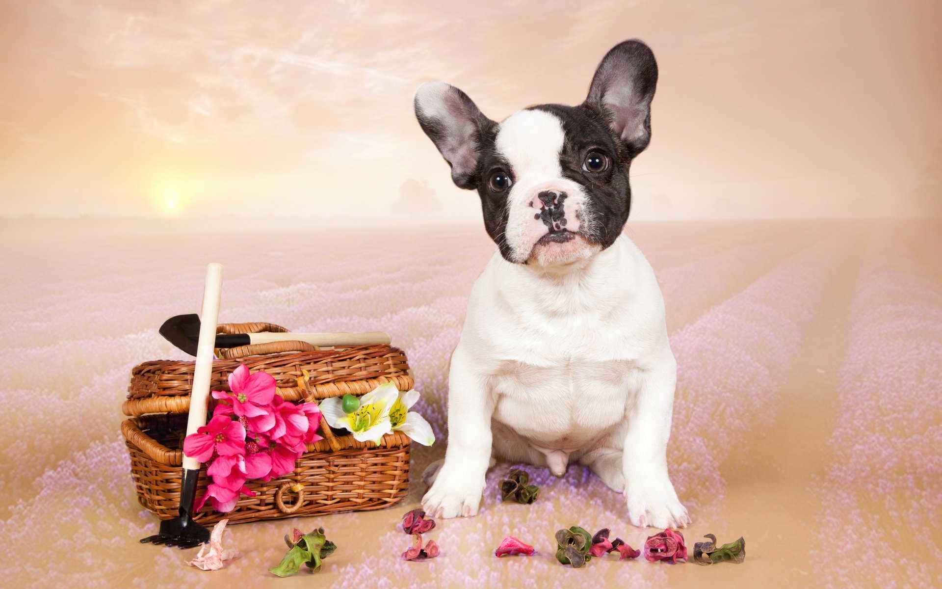 Обои цветы, щенок, французский бульдог, flowers, puppy, french bulldog разрешение 3100x2005 Загрузить