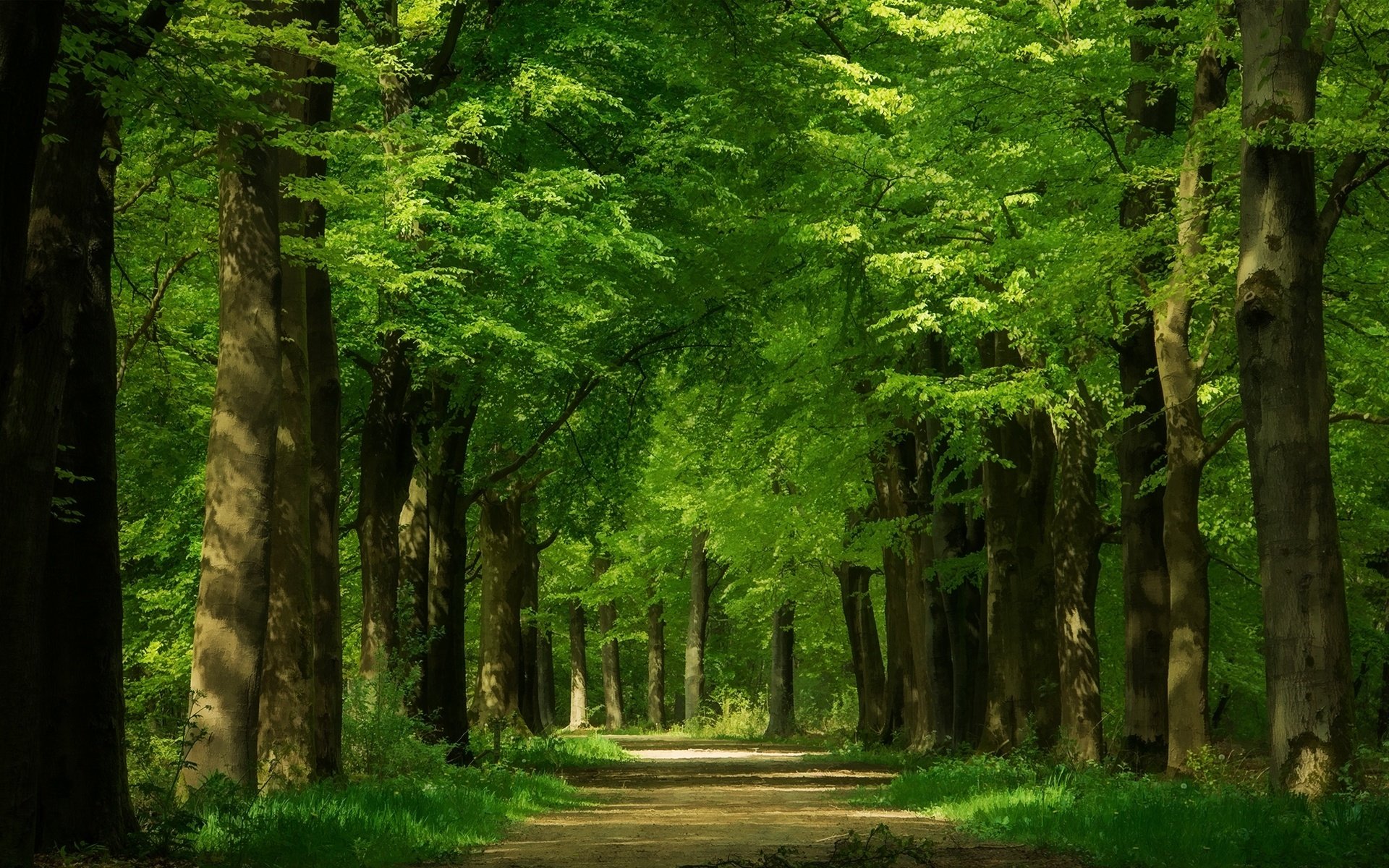 Обои дорога, деревья, зелень, стволы, аллея, кроны, road, trees, greens, trunks, alley, crown разрешение 2000x1205 Загрузить