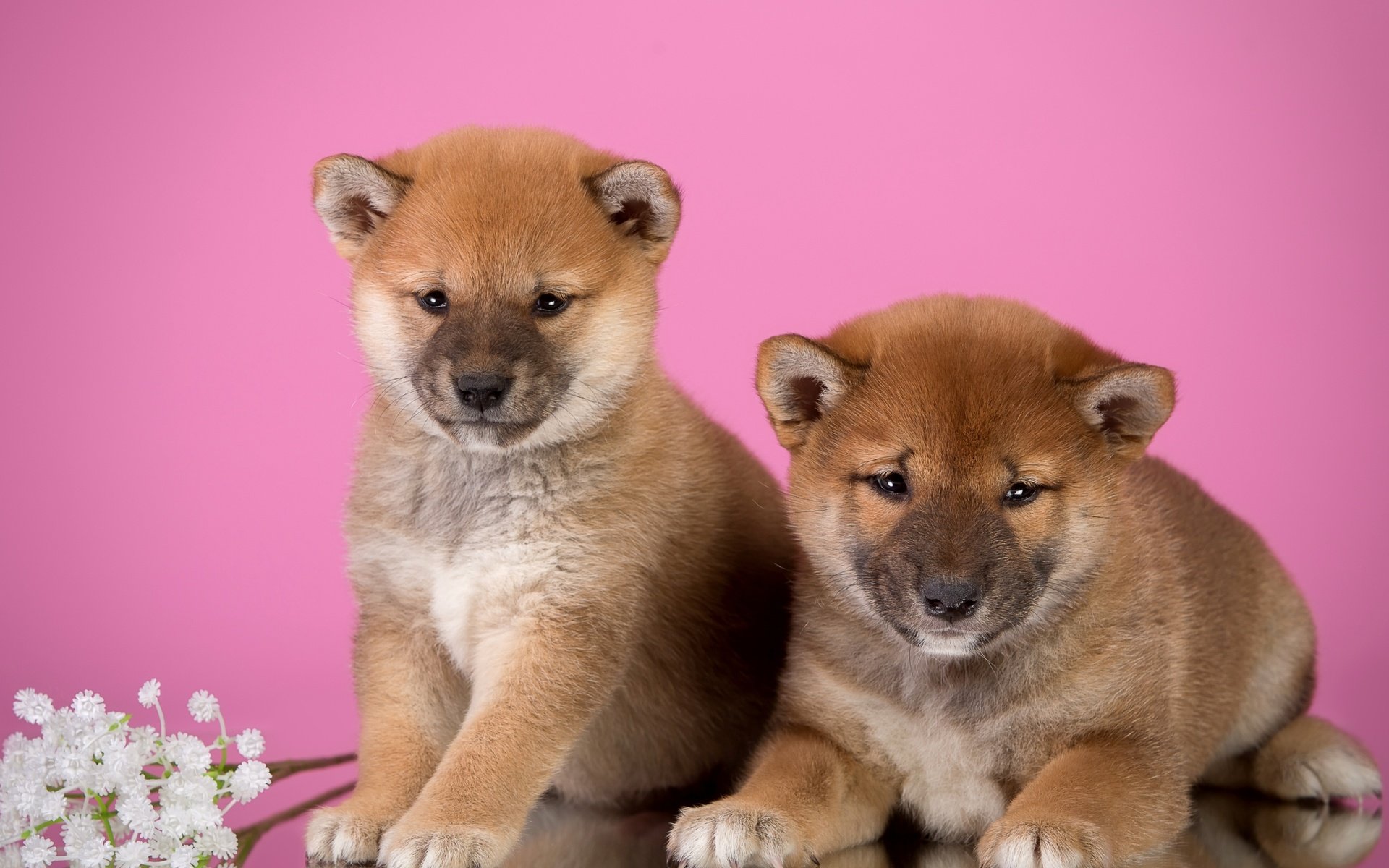 Обои цветы, щенки, дуэт, сиба-ину, flowers, puppies, duo, shiba inu разрешение 3000x1945 Загрузить