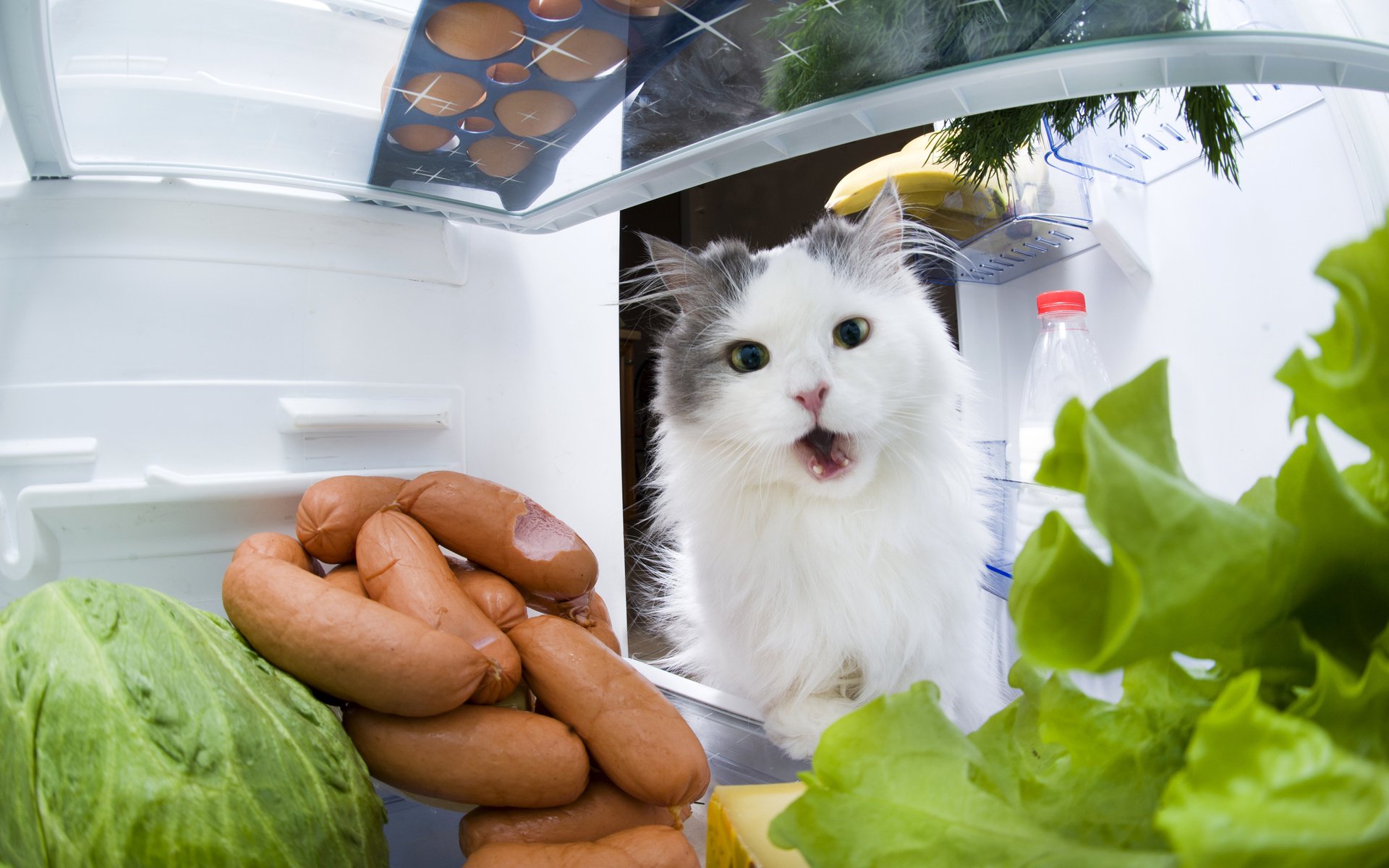 Обои кот, кошка, холодильник, капуста, сосиски, cat, refrigerator, cabbage, sausage разрешение 3990x2655 Загрузить