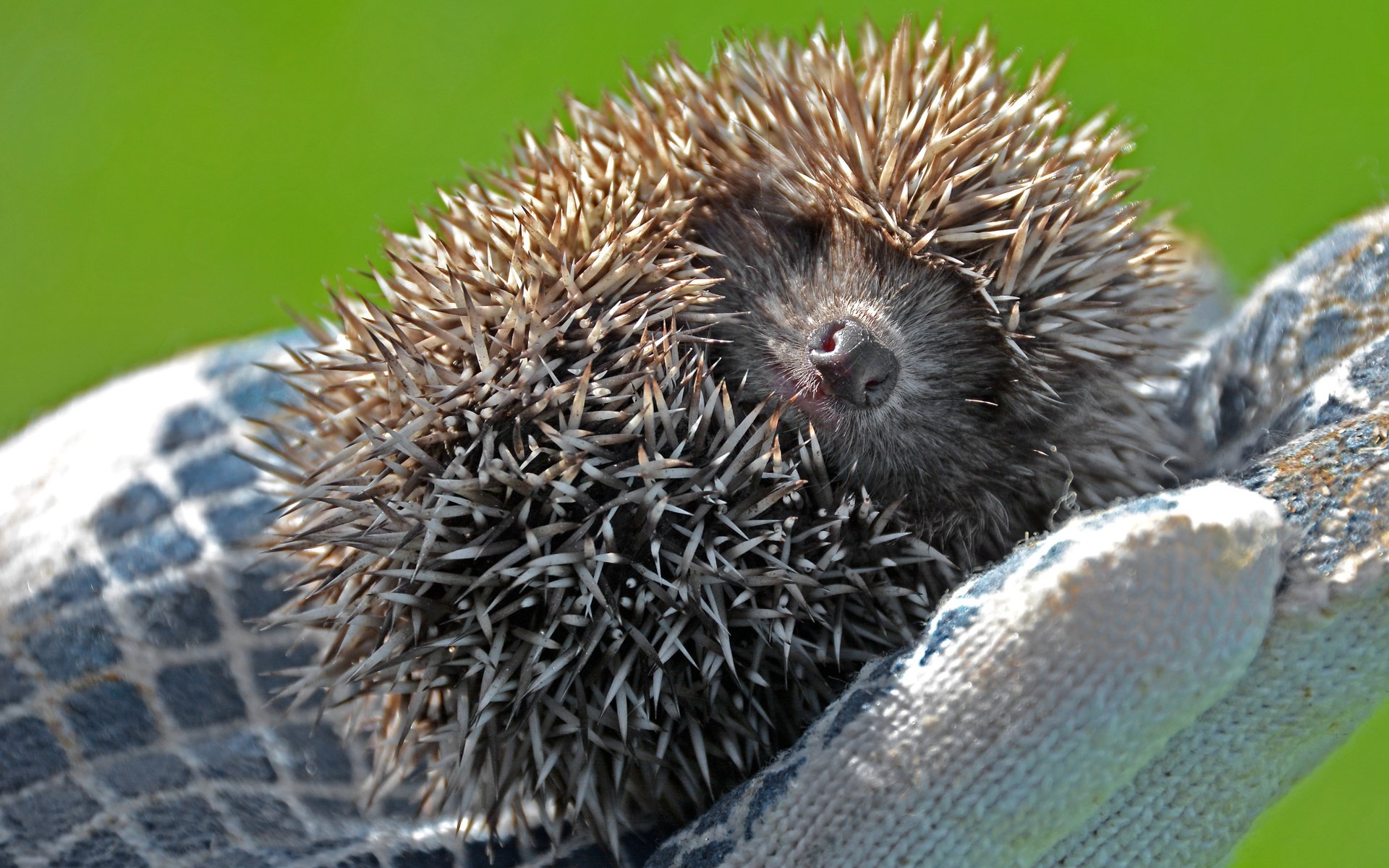 Обои рука, колючки, малыш, ежик, еж, клубочек, hand, barb, baby, hedgehog, a ball разрешение 3000x1990 Загрузить