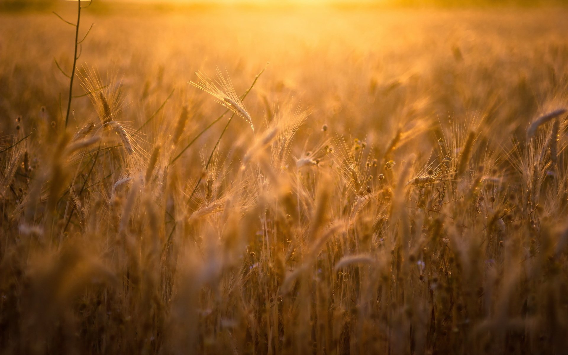 Обои природа, поле, лето, колосья, пшеница, рожь, nature, field, summer, ears, wheat, rye разрешение 2047x1275 Загрузить