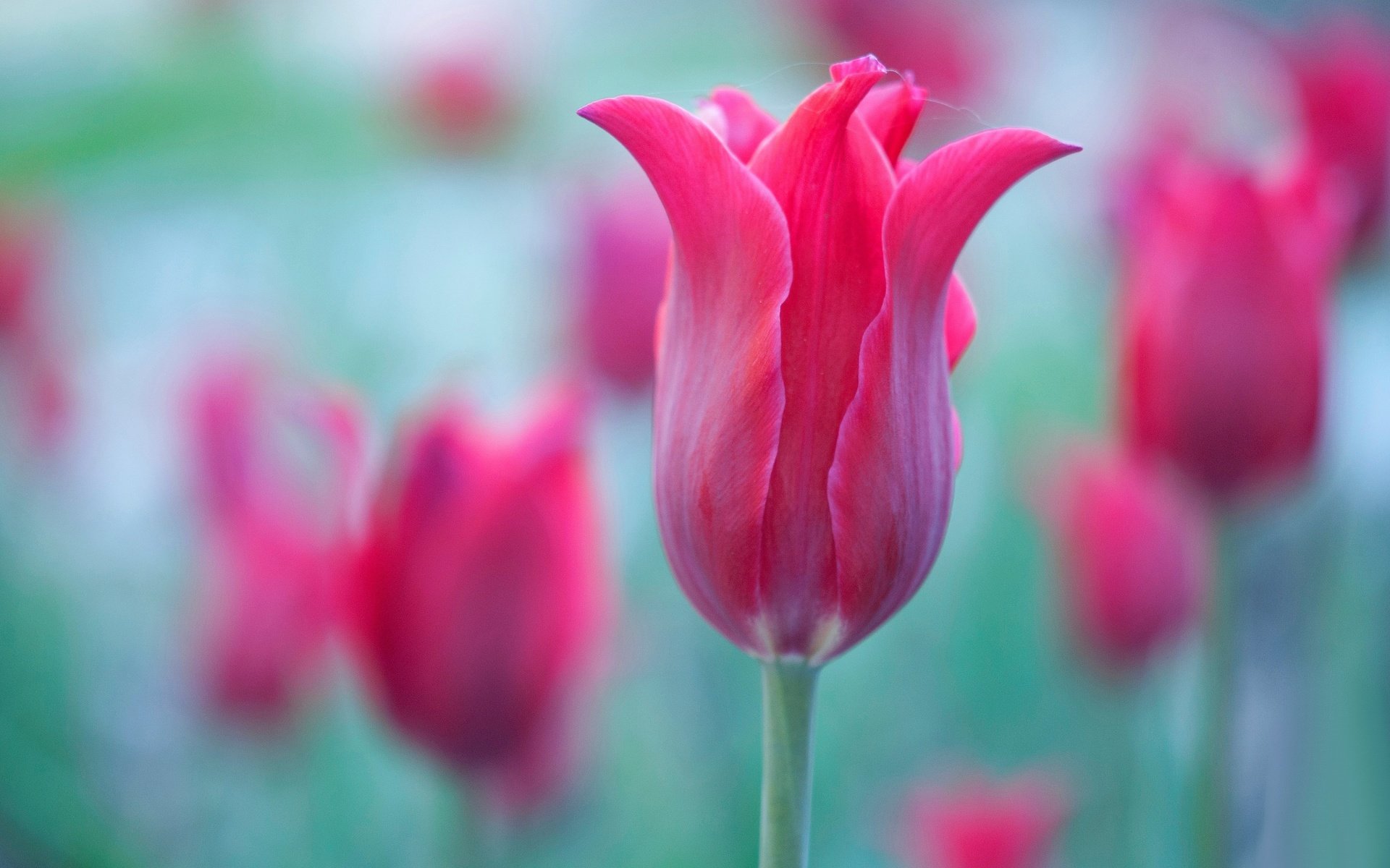 Обои макро, лепестки, краски, тюльпан, macro, petals, paint, tulip разрешение 4288x2848 Загрузить