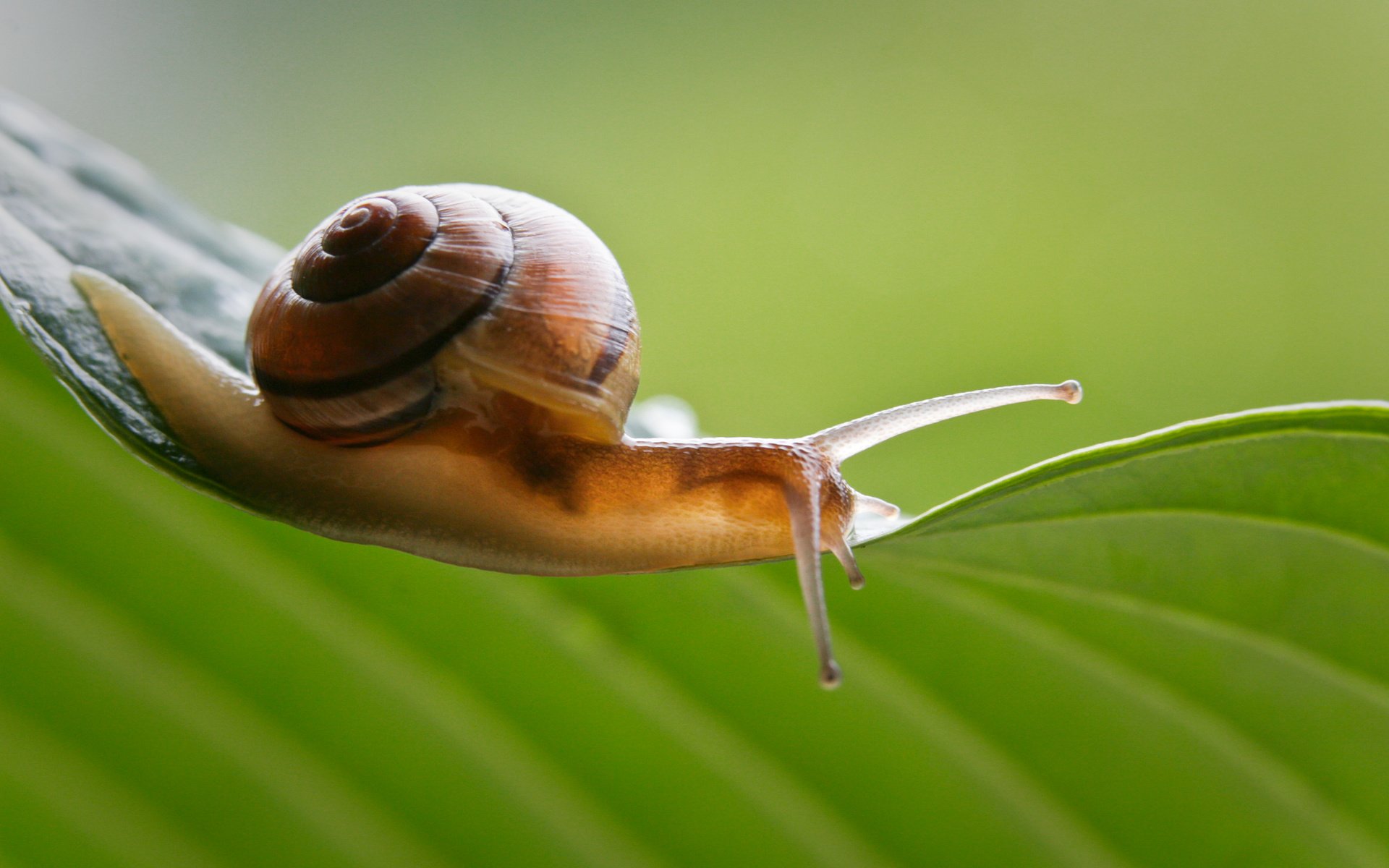 Обои фон, лист, усики, улитка, раковина, брюхоногий моллюск, background, sheet, antennae, snail, sink разрешение 3504x2254 Загрузить