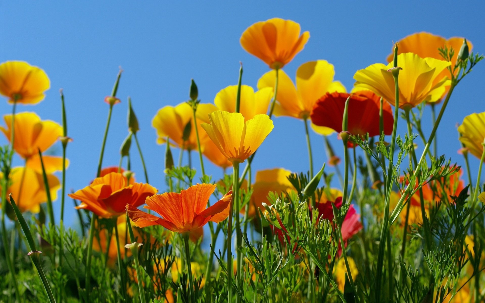 Обои небо, желтый, оранжевый, эшшольция, калифорнийский мак, the sky, yellow, orange, escholzia, california poppy разрешение 2232x1484 Загрузить