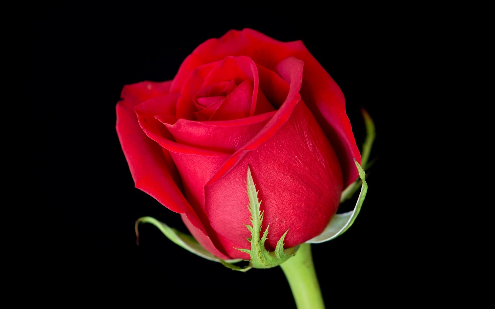 Обои цветок, роза, лепестки, красная, бутон, черный фон, красная роза, flower, rose, petals, red, bud, black background, red rose разрешение 3000x2000 Загрузить