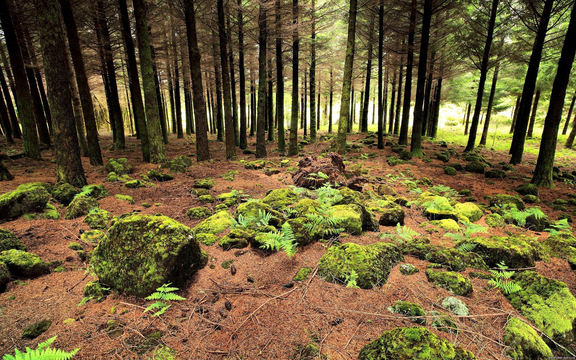 Обои природа, дерево, лес, камень, ель, мох, nature, tree, forest, stone, spruce, moss разрешение 2560x1600 Загрузить