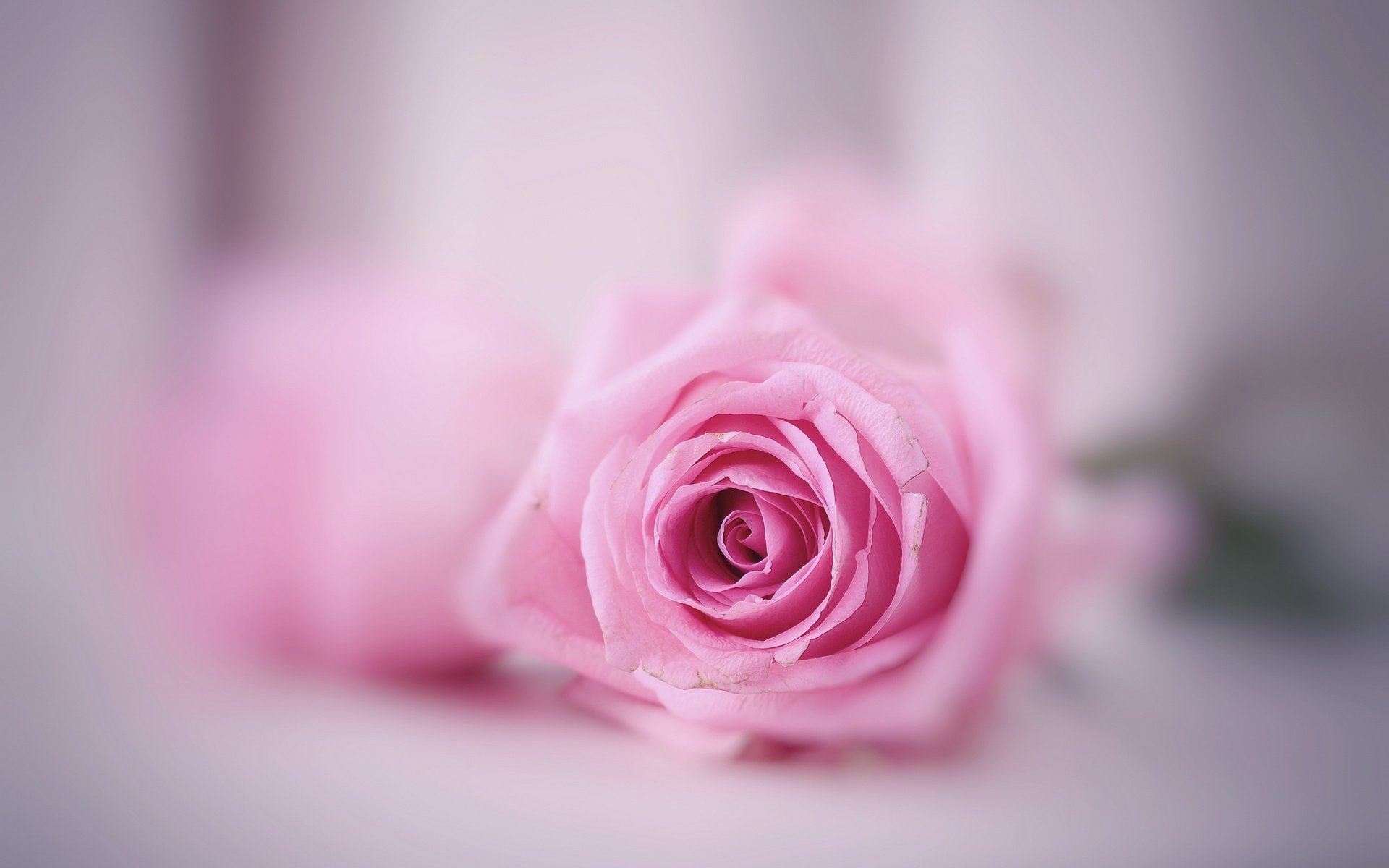 Обои макро, фон, цветок, роза, розовая, macro, background, flower, rose, pink разрешение 2560x1754 Загрузить