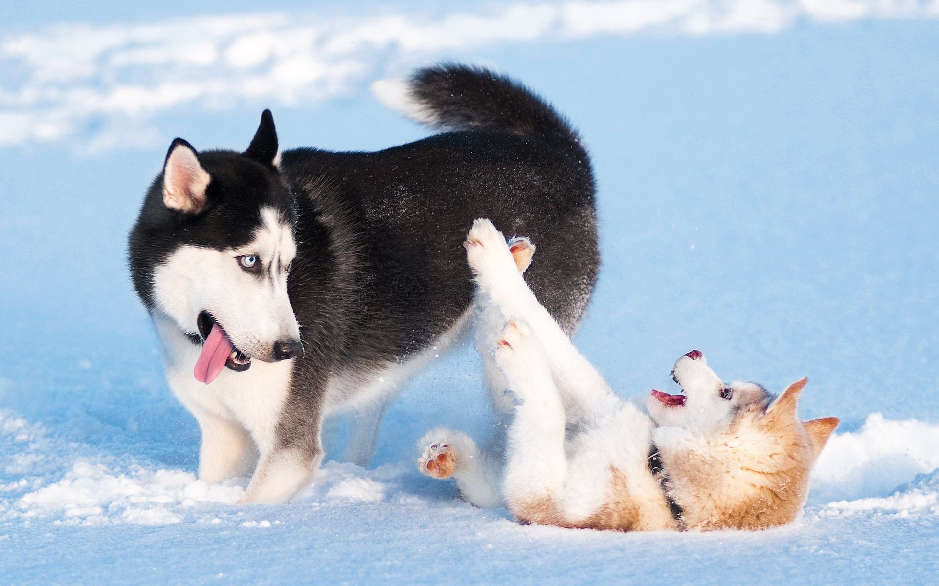 Обои снег, зима, игра, хаски, щенки, собаки, сибирский хаски, snow, winter, the game, husky, puppies, dogs, siberian husky разрешение 2048x1360 Загрузить