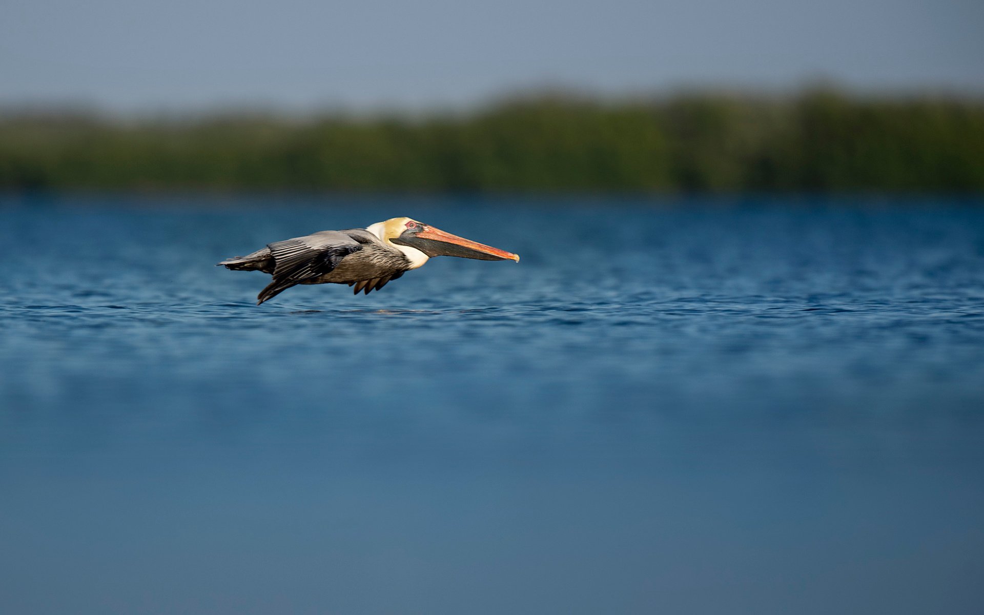 Обои полет, птица, пеликан, ray hennessy, flight, bird, pelican разрешение 3518x2342 Загрузить