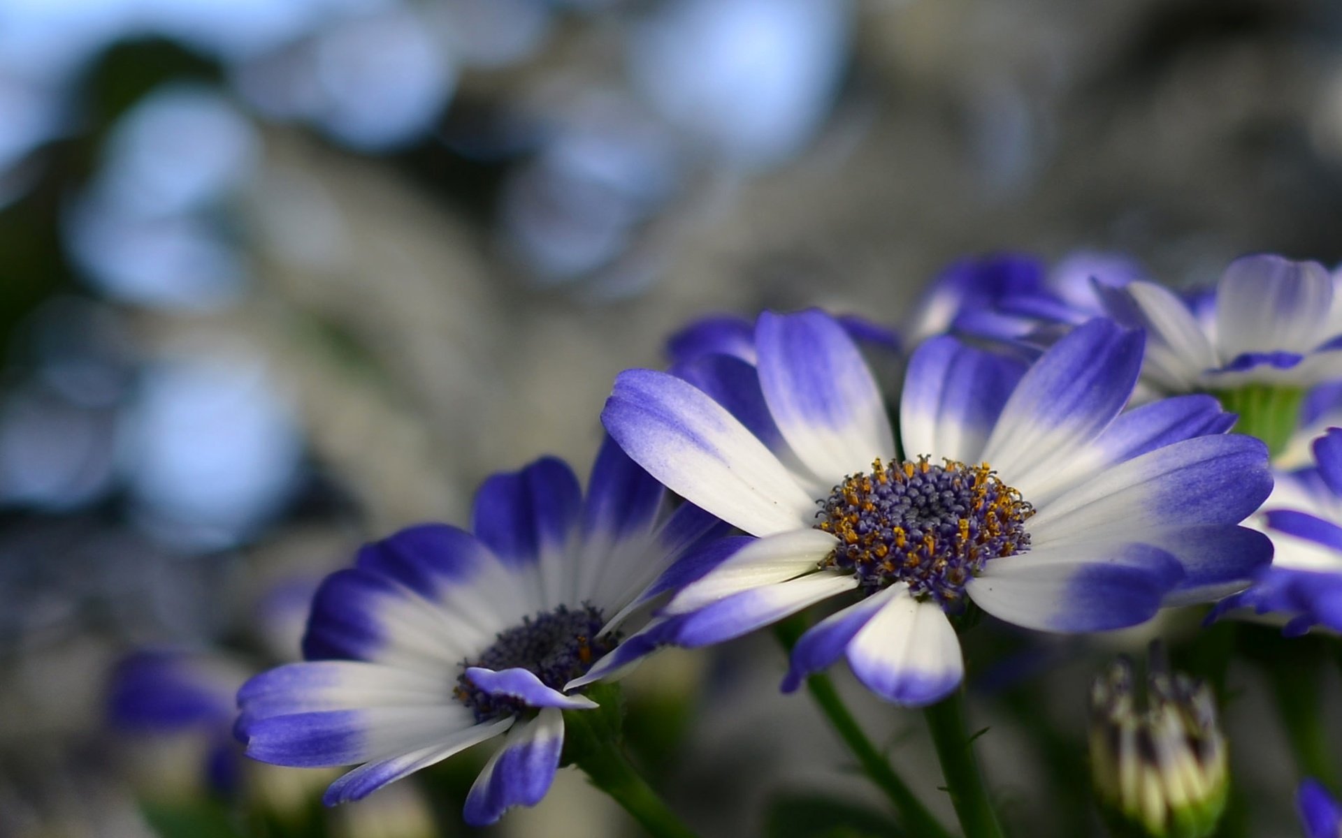 Обои цветы, природа, лепестки, растение, цинерария, flowers, nature, petals, plant, cineraria разрешение 2048x1356 Загрузить