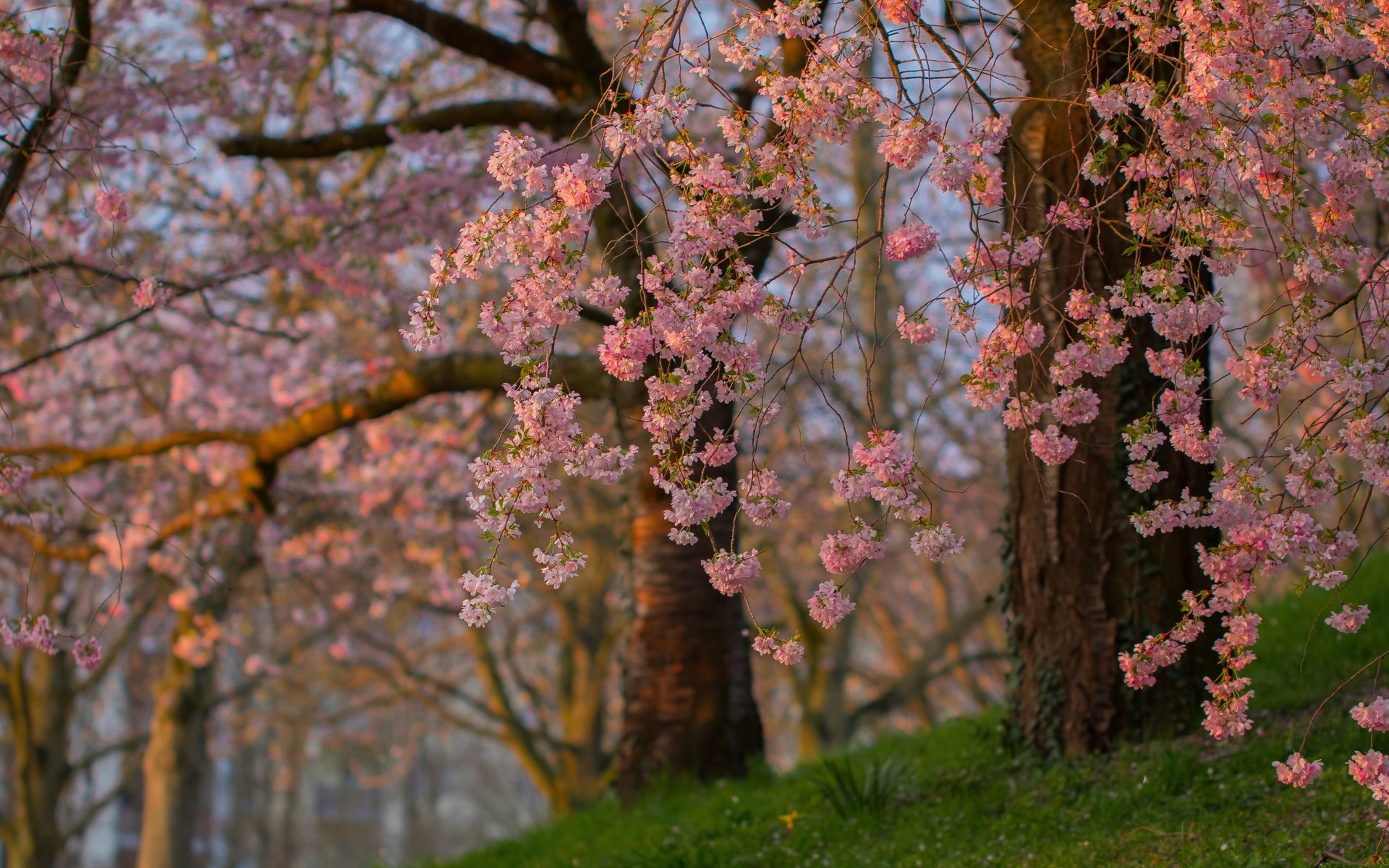 Обои деревья, цветение, ветки, весна, сакура, trees, flowering, branches, spring, sakura разрешение 3600x2473 Загрузить