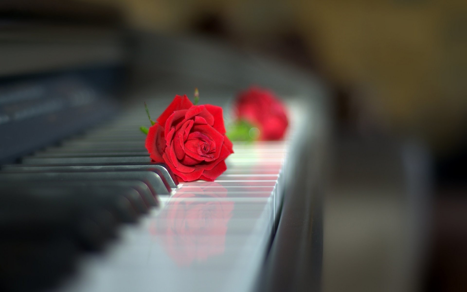 Обои цветы, стиль, роза, пианино, клавиши, красная роза, flowers, style, rose, piano, keys, red rose разрешение 2048x1358 Загрузить