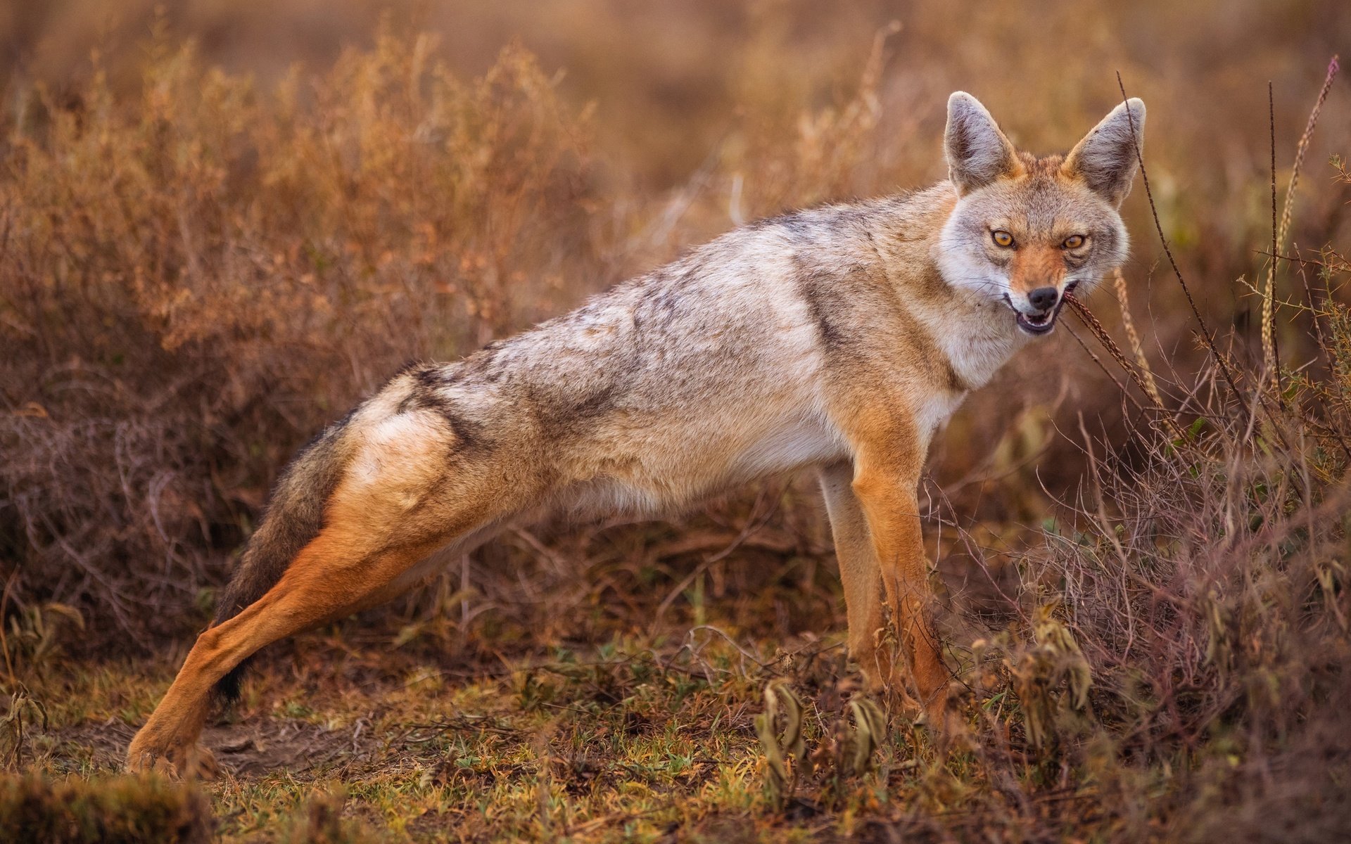 Обои трава, кусты, койот, луговой волк, шакал, grass, the bushes, coyote, meadow wolf, jackal разрешение 2499x1406 Загрузить