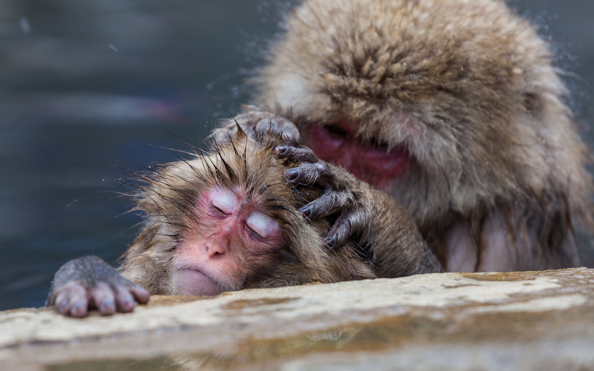 Обои забота, обезьяна, обезьяны, японские макаки, care, monkey, japanese macaque разрешение 2048x1365 Загрузить