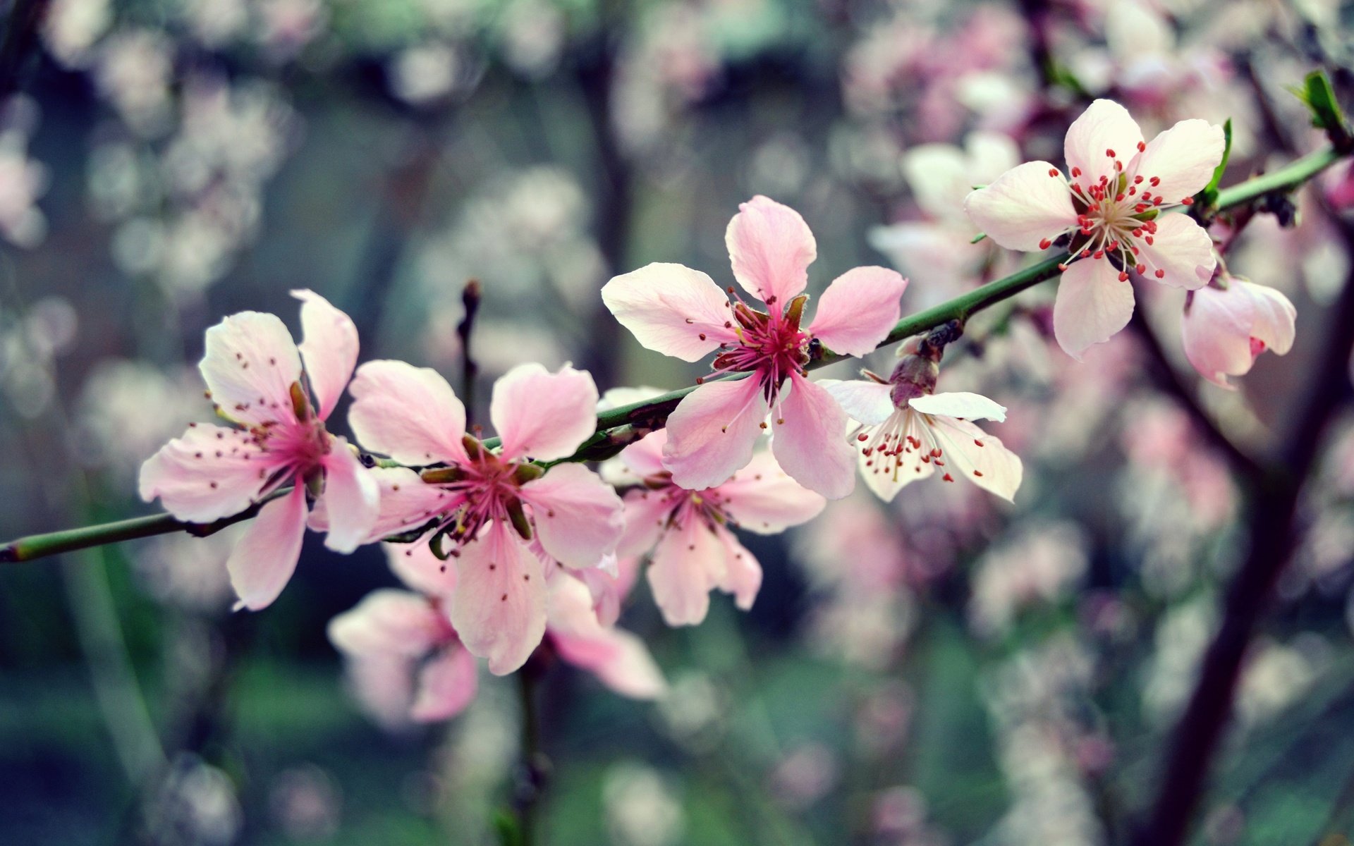 Обои цветы, ветка, дерево, цветение, макро, весна, розовый, вишня, flowers, branch, tree, flowering, macro, spring, pink, cherry разрешение 2449x1632 Загрузить