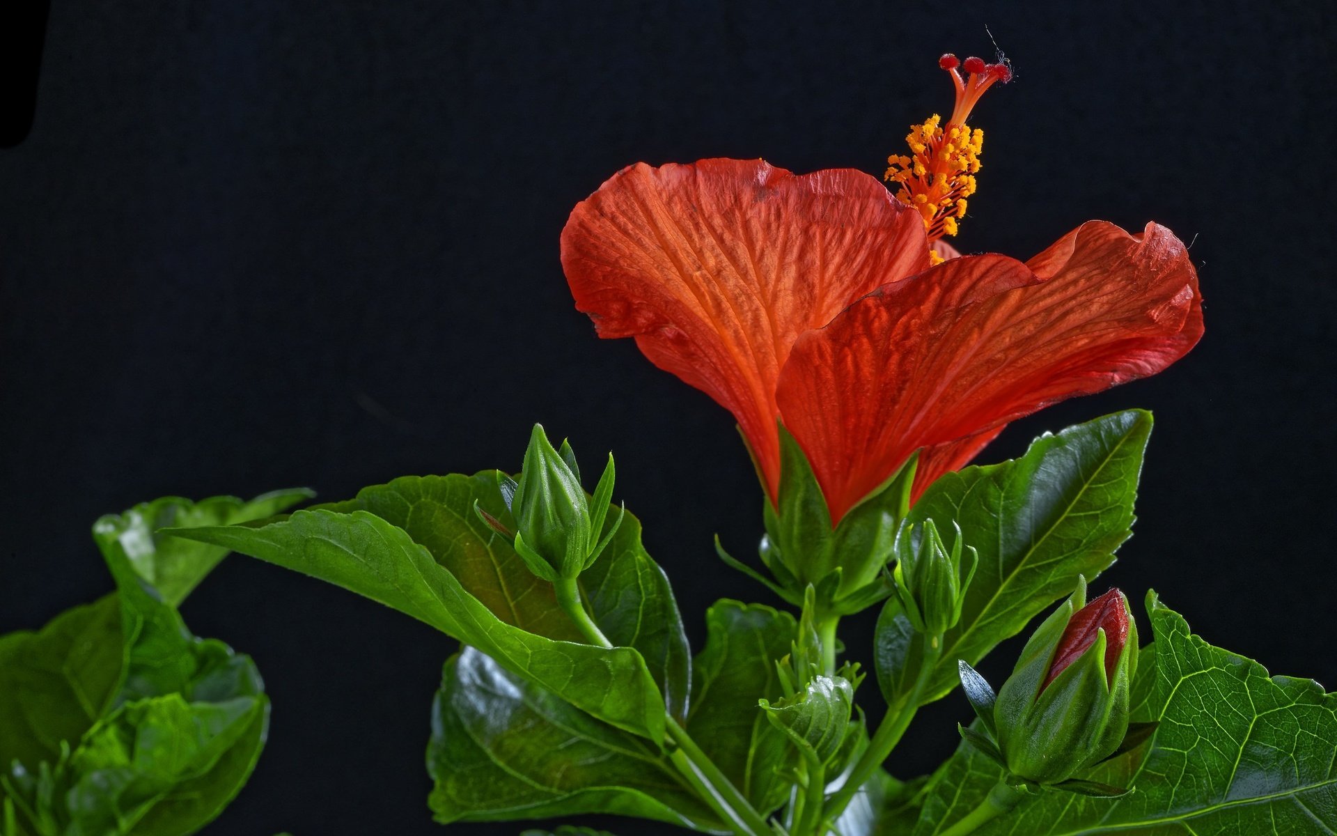 Обои листья, макро, цветок, красный, черный фон, гибискус, leaves, macro, flower, red, black background, hibiscus разрешение 2048x1367 Загрузить