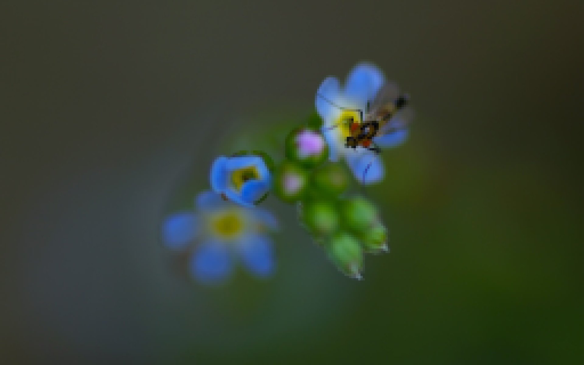 Обои природа, насекомое, фон, цветок, лепестки, незабудка, nature, insect, background, flower, petals, forget-me-not разрешение 2048x1361 Загрузить