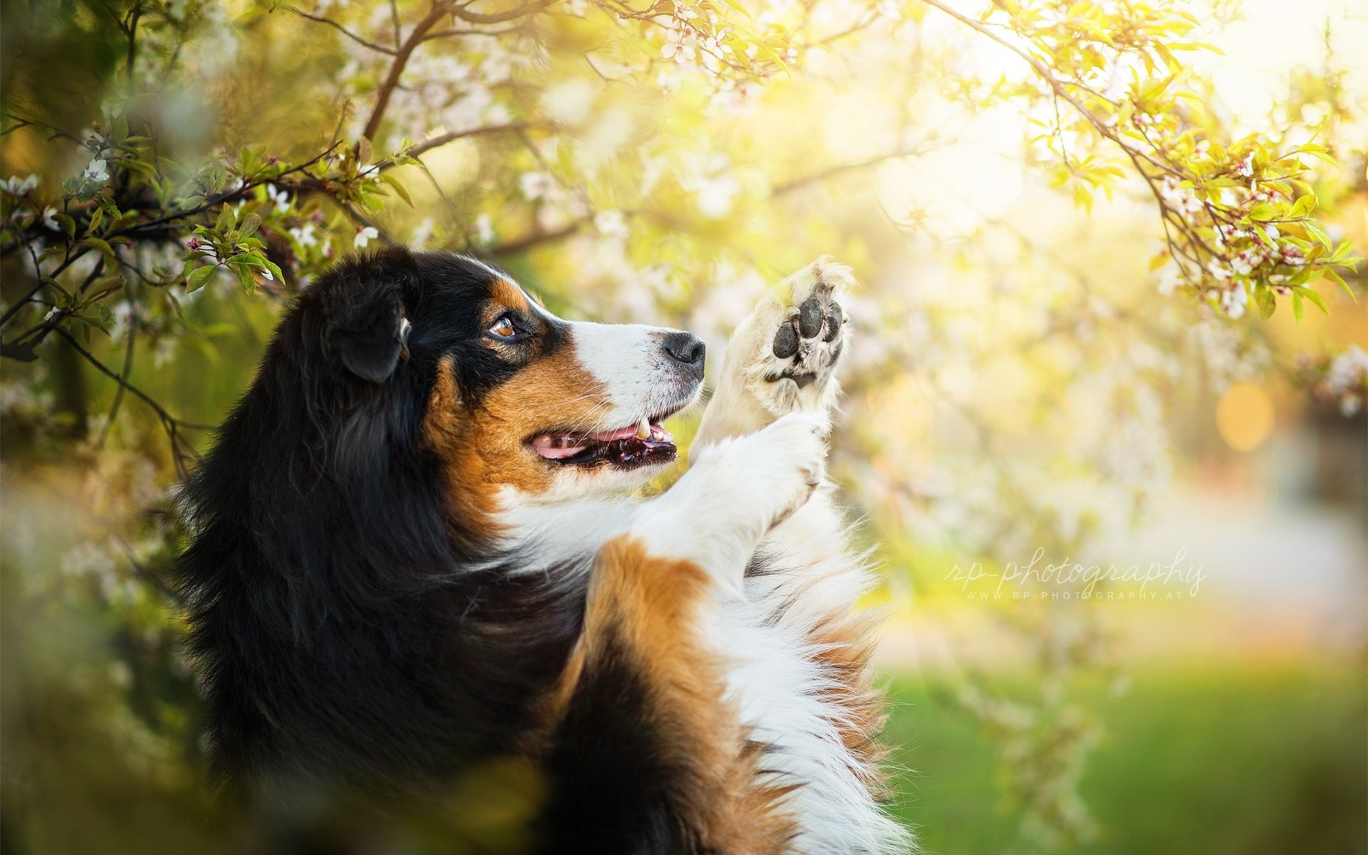 Обои природа, собака, друг, австралийская овчарка, dackelpuppy, chilli, nature, dog, each, australian shepherd разрешение 2048x1367 Загрузить