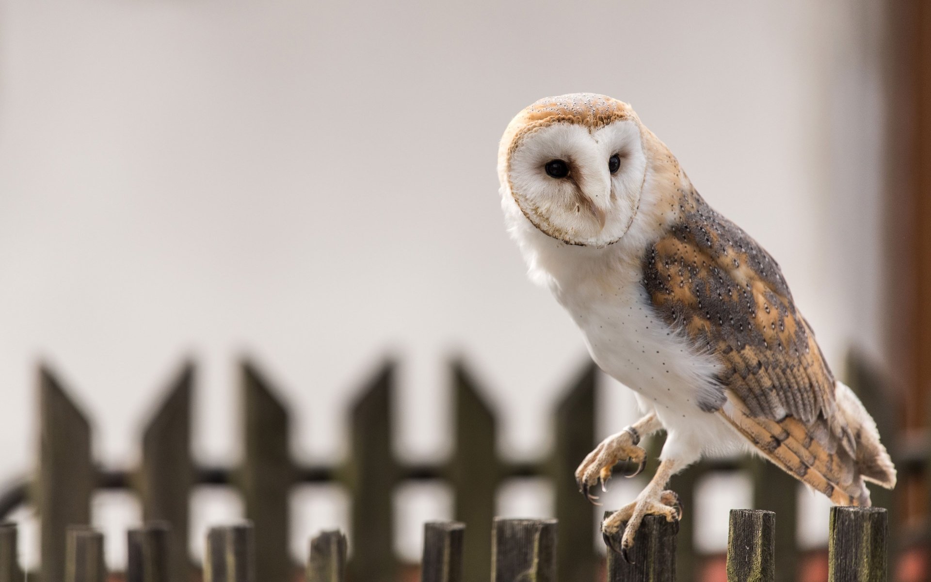 Обои сова, забор, птица, клюв, перья, сипуха, owl, the fence, bird, beak, feathers, the barn owl разрешение 3840x2564 Загрузить