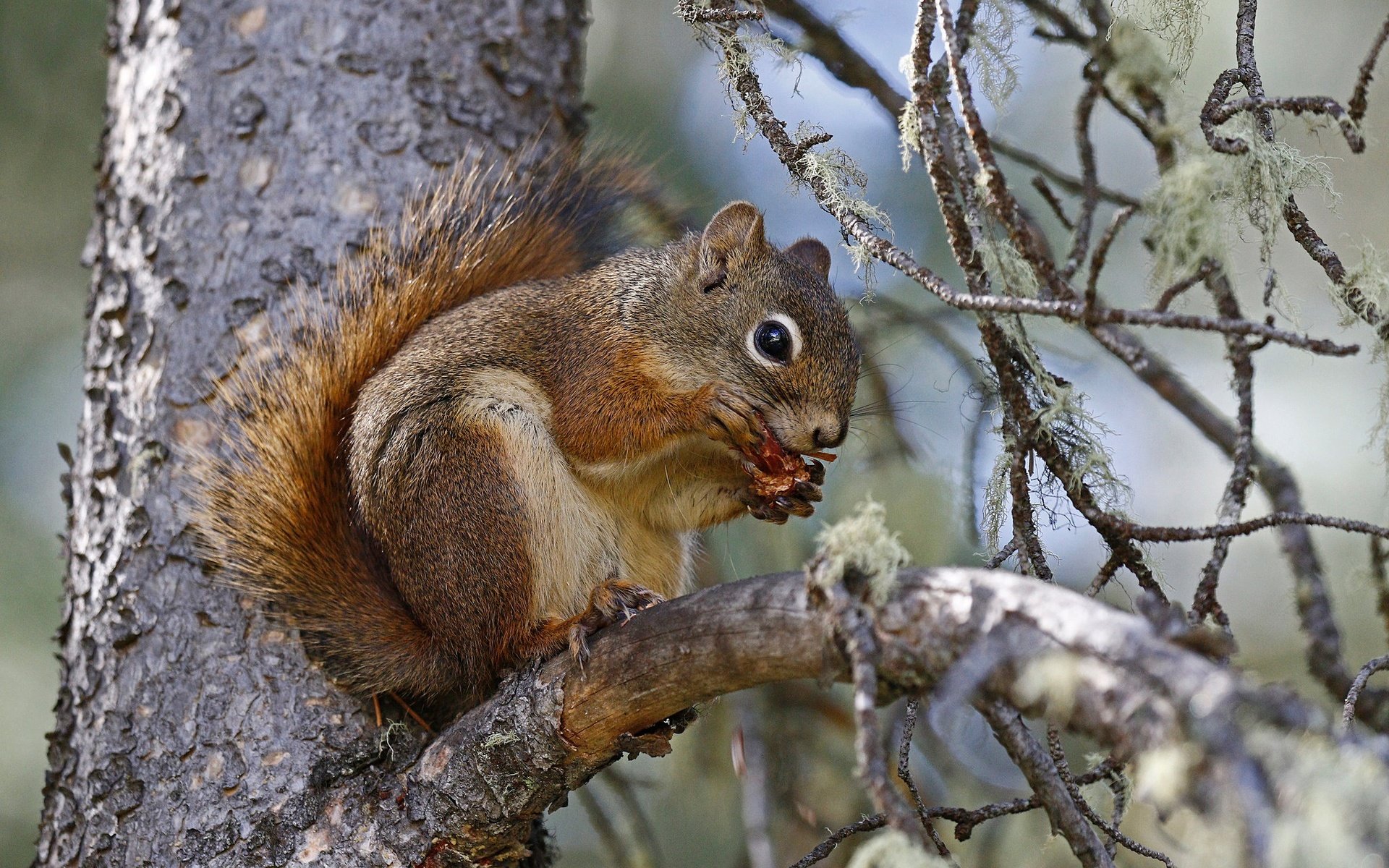 Обои ветка, природа, дерево, белка, хвост, белочка, грызун, branch, nature, tree, protein, tail, squirrel, rodent разрешение 2048x1302 Загрузить