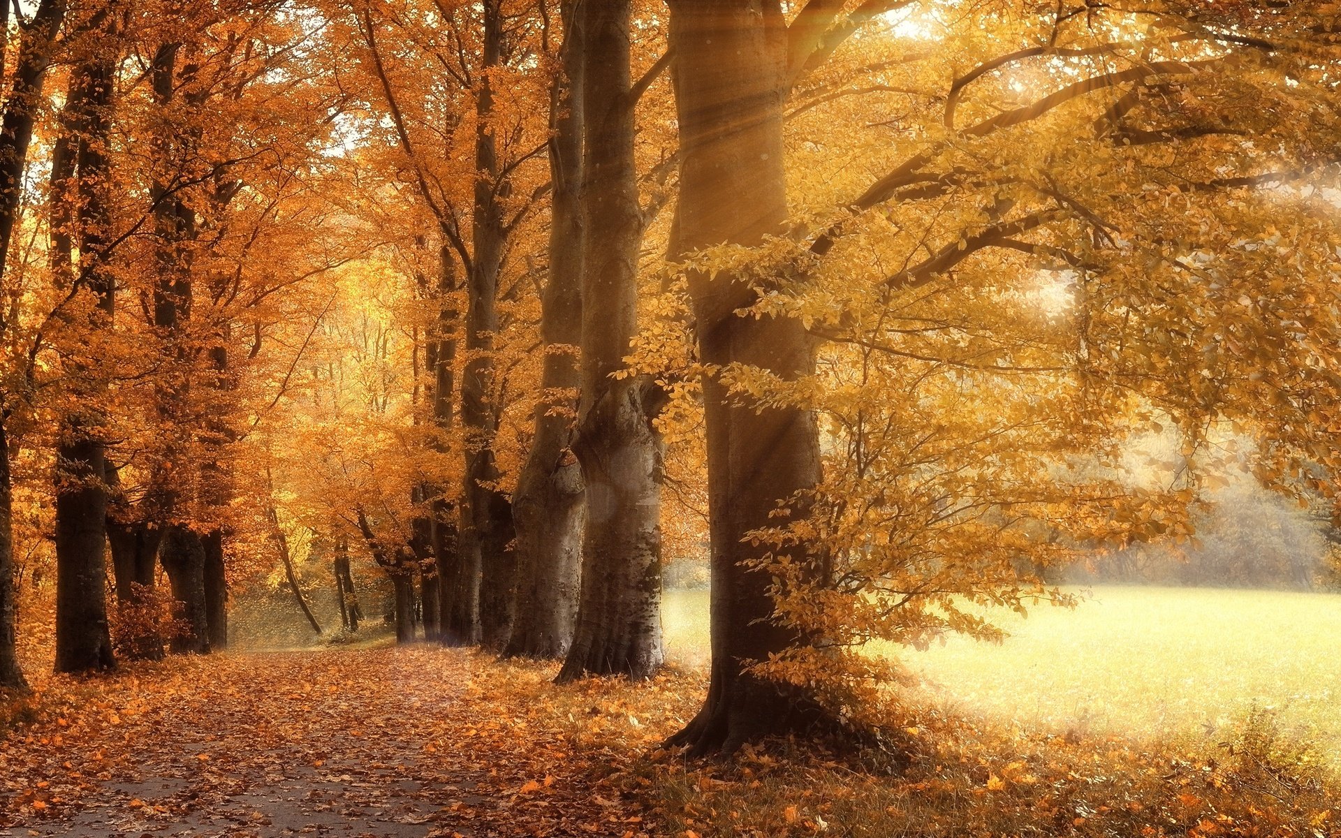 Обои дорога, деревья, листья, парк, осень, road, trees, leaves, park, autumn разрешение 2559x1600 Загрузить