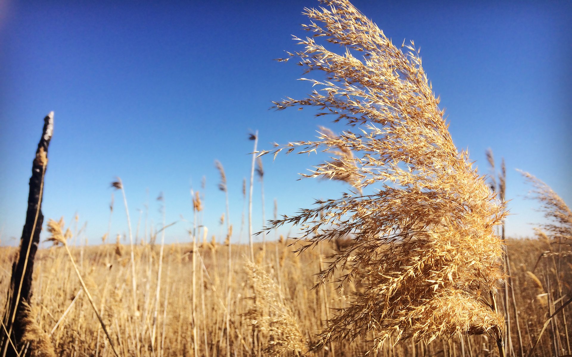 Обои небо, трава, пейзаж, поле, колоски, the sky, grass, landscape, field, spikelets разрешение 2550x1600 Загрузить