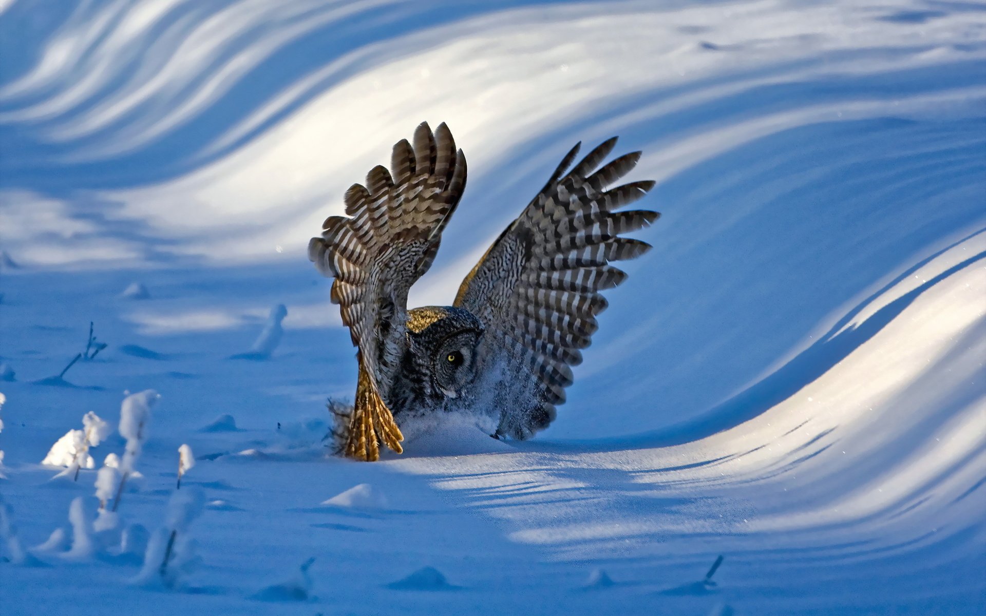 Обои сова, снег, зима, крылья, птица, перья, бородатая неясыть, неясыть, owl, snow, winter, wings, bird, feathers, great grey owl разрешение 2048x1365 Загрузить