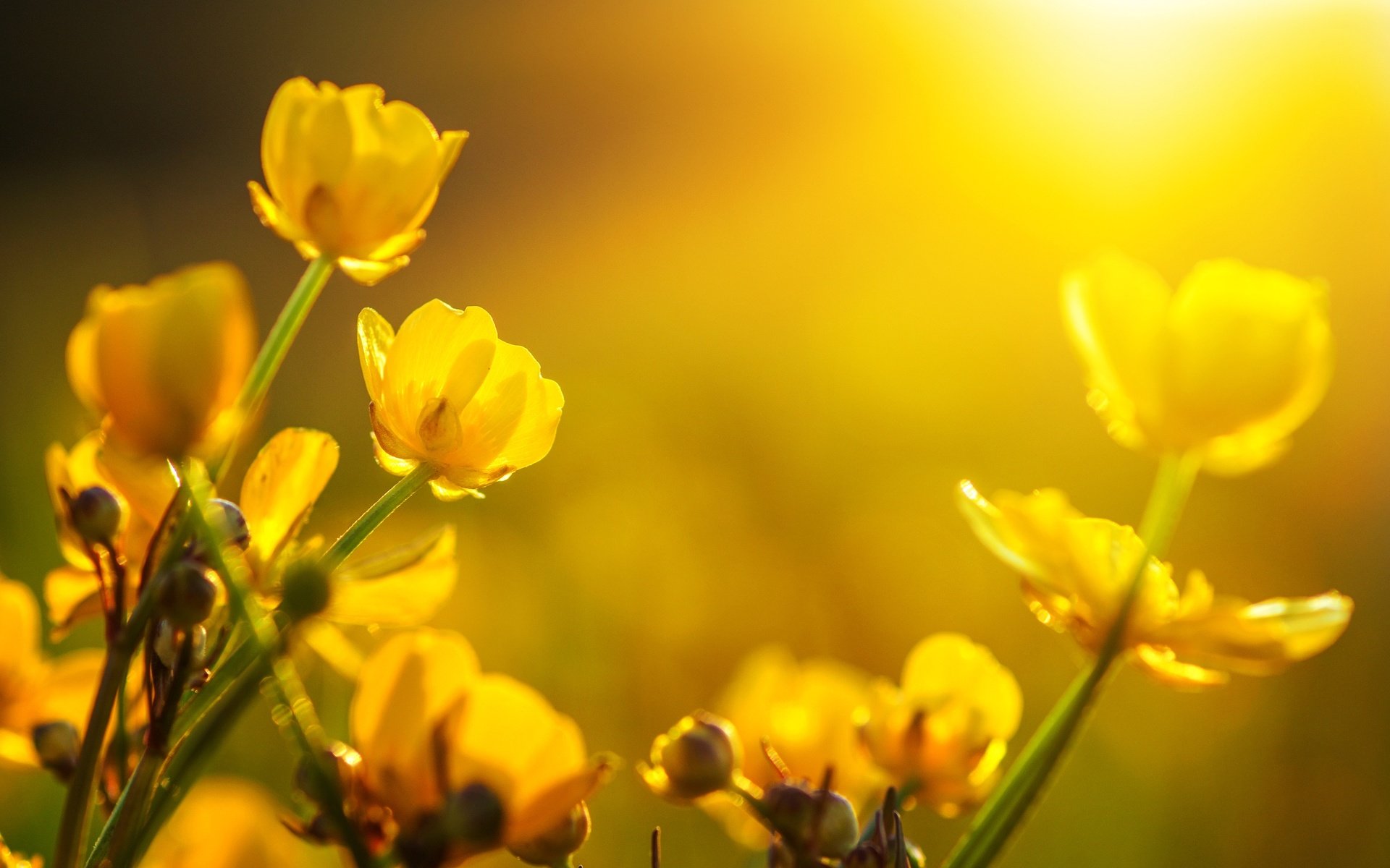 Обои цветы, бутоны, макро, желтые, лютики, flowers, buds, macro, yellow, buttercups разрешение 2555x1600 Загрузить