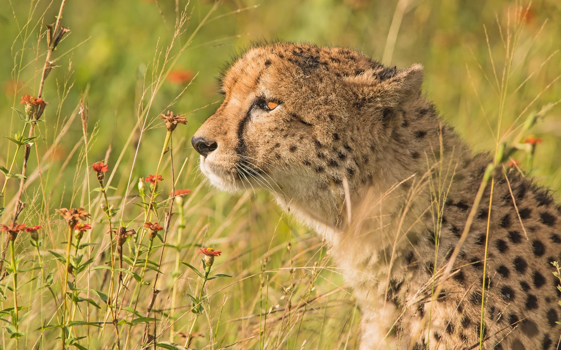 Обои цветы, трава, портрет, профиль, гепард, дикая кошка, flowers, grass, portrait, profile, cheetah, wild cat разрешение 5568x3712 Загрузить