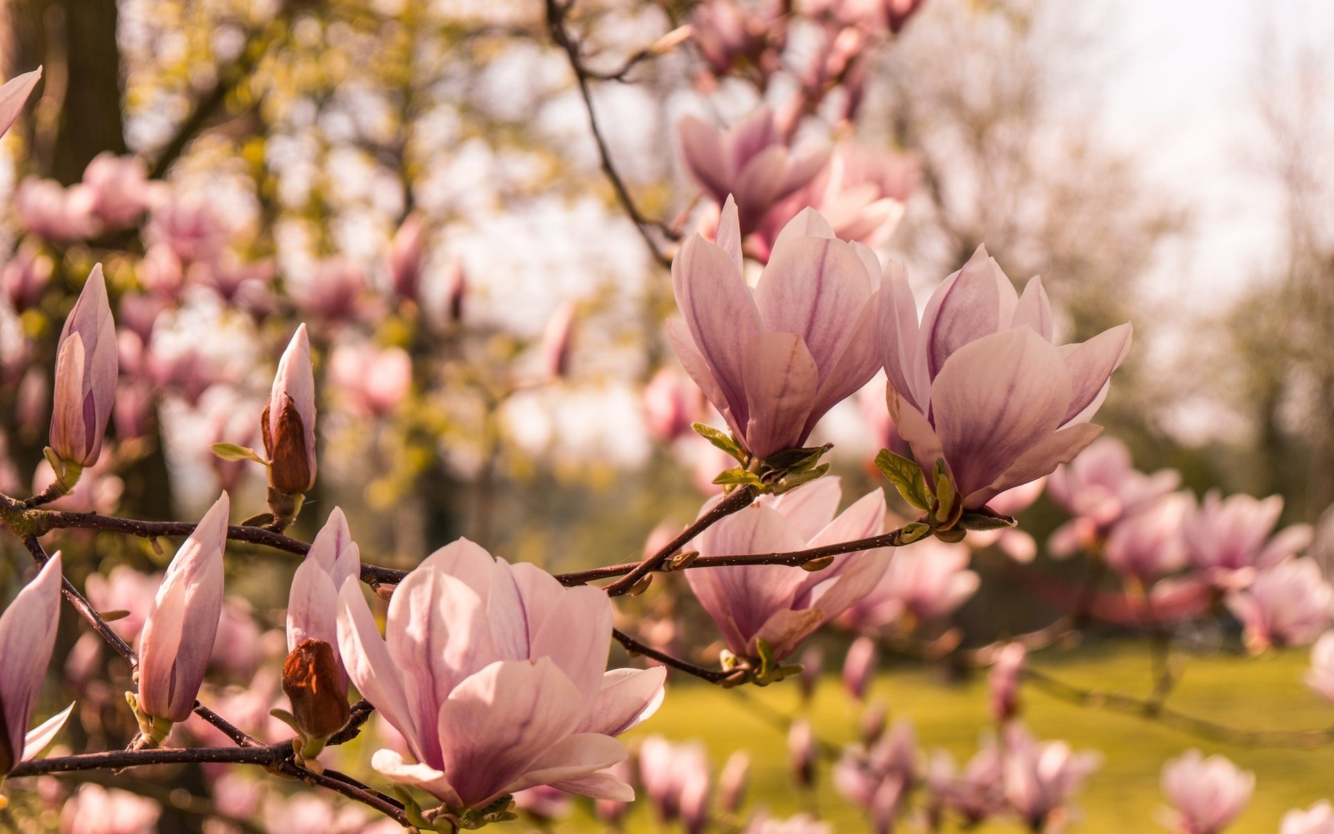 Обои дерево, цветение, весна, магнолия, tree, flowering, spring, magnolia разрешение 2048x1365 Загрузить