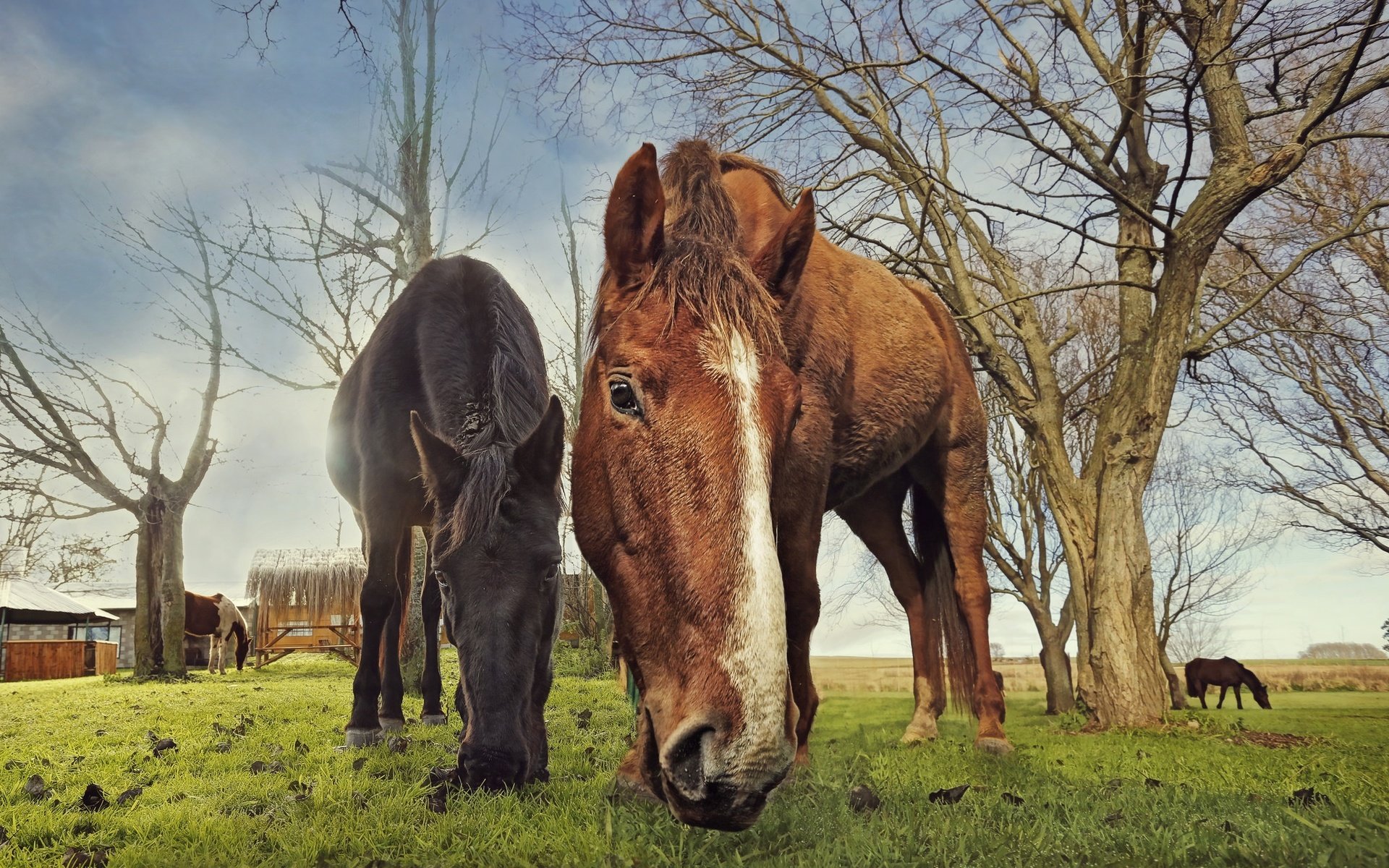 Обои природа, фон, лошади, кони, nature, background, horse, horses разрешение 2048x1365 Загрузить
