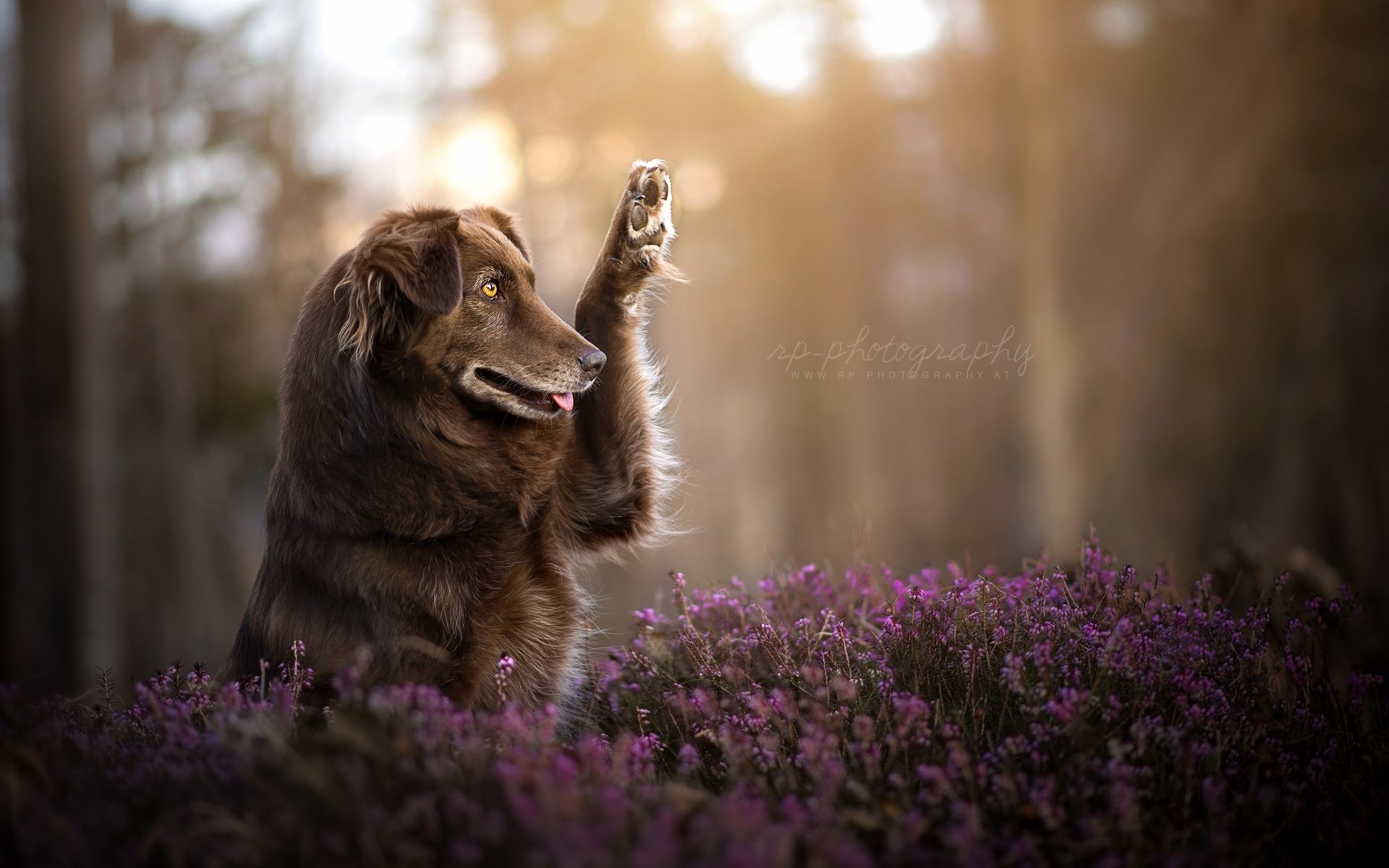 Обои цветы, природа, собака, друг, лапа, финн, dackelpuppy, flowers, nature, dog, each, paw, finn разрешение 2048x1278 Загрузить