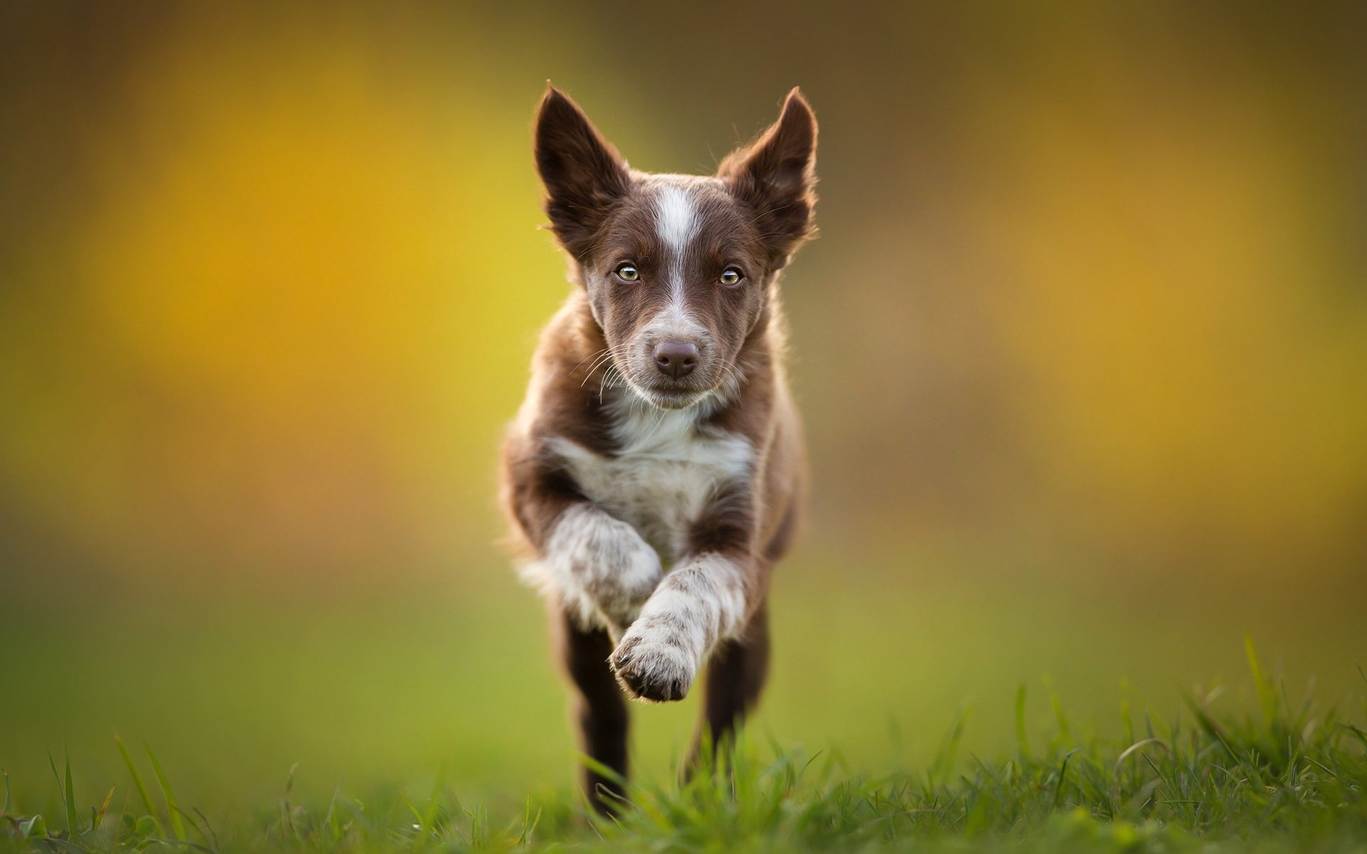 Обои щенок, бег, коричневый, бордер-колли, tissaia, puppy, running, brown, the border collie разрешение 2048x1365 Загрузить