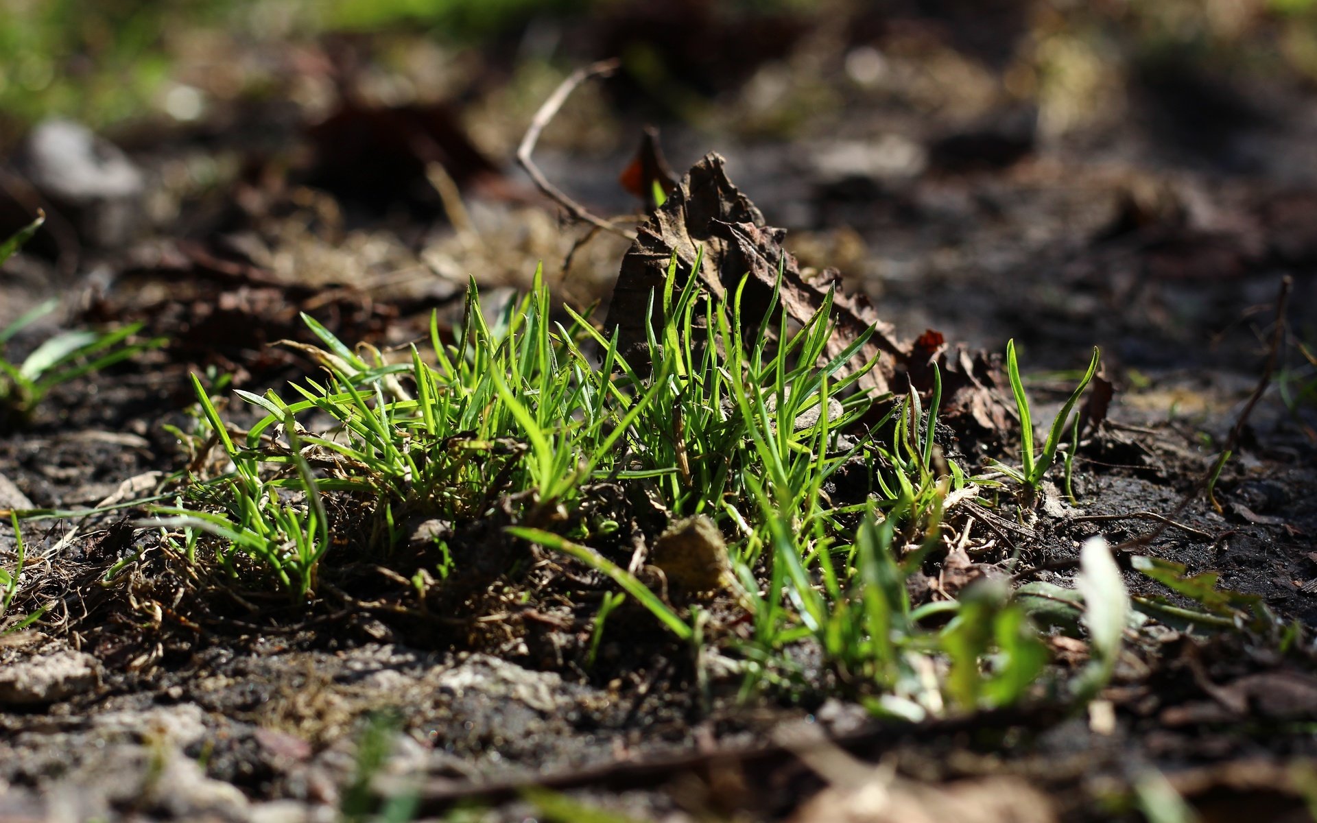 Обои трава, земля, природа, зелень, макро, фон, grass, earth, nature, greens, macro, background разрешение 5184x3456 Загрузить