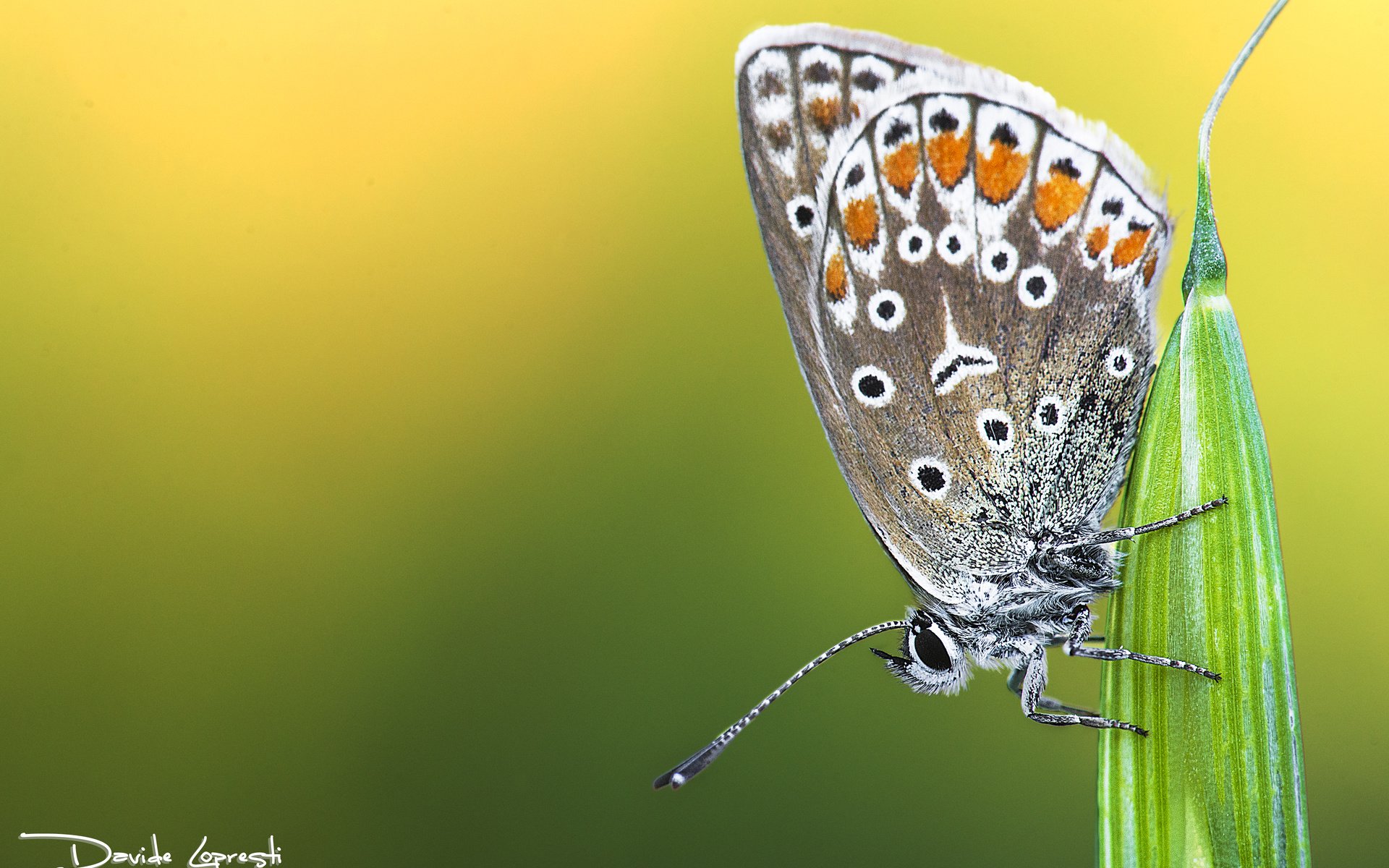 Обои природа, растения, насекомое, фон, бабочка, davide lopresti, nature, plants, insect, background, butterfly разрешение 4717x3145 Загрузить