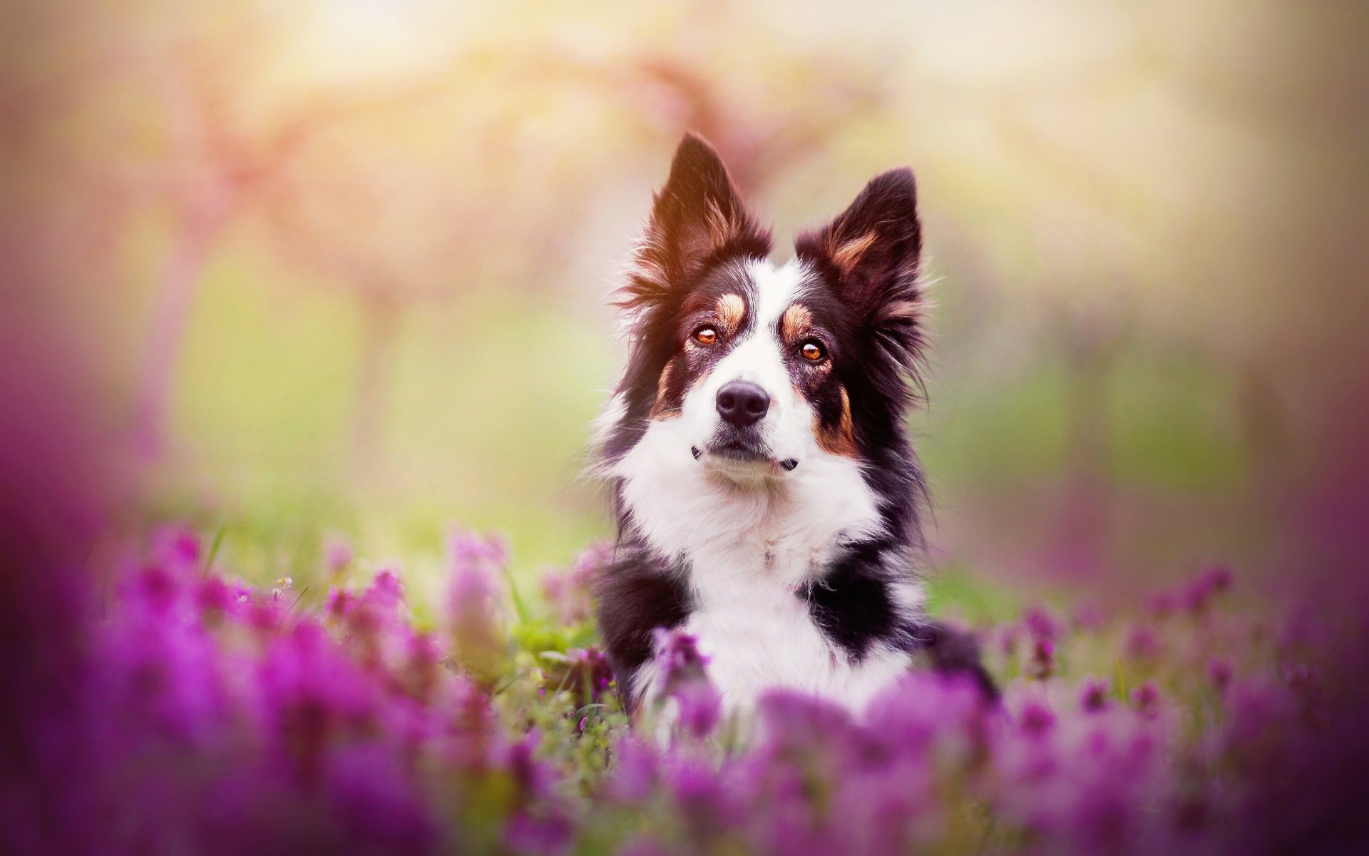 Обои цветы, собака, весна, бордер-колли, kristýna kvapilová, flowers, dog, spring, the border collie разрешение 2924x1949 Загрузить