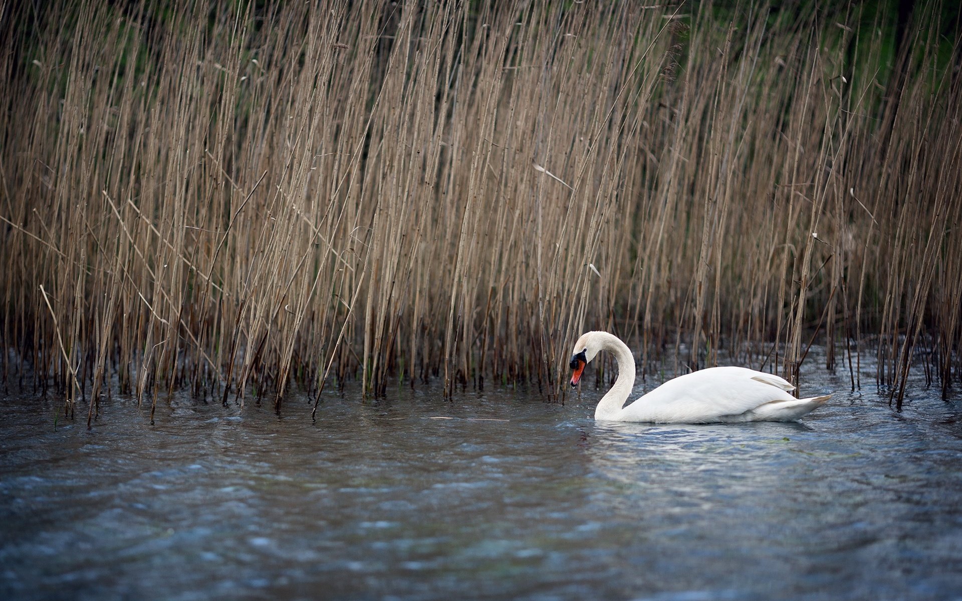 Обои озеро, природа, птица, клюв, перья, лебедь, камыш, lake, nature, bird, beak, feathers, swan, reed разрешение 2048x1365 Загрузить