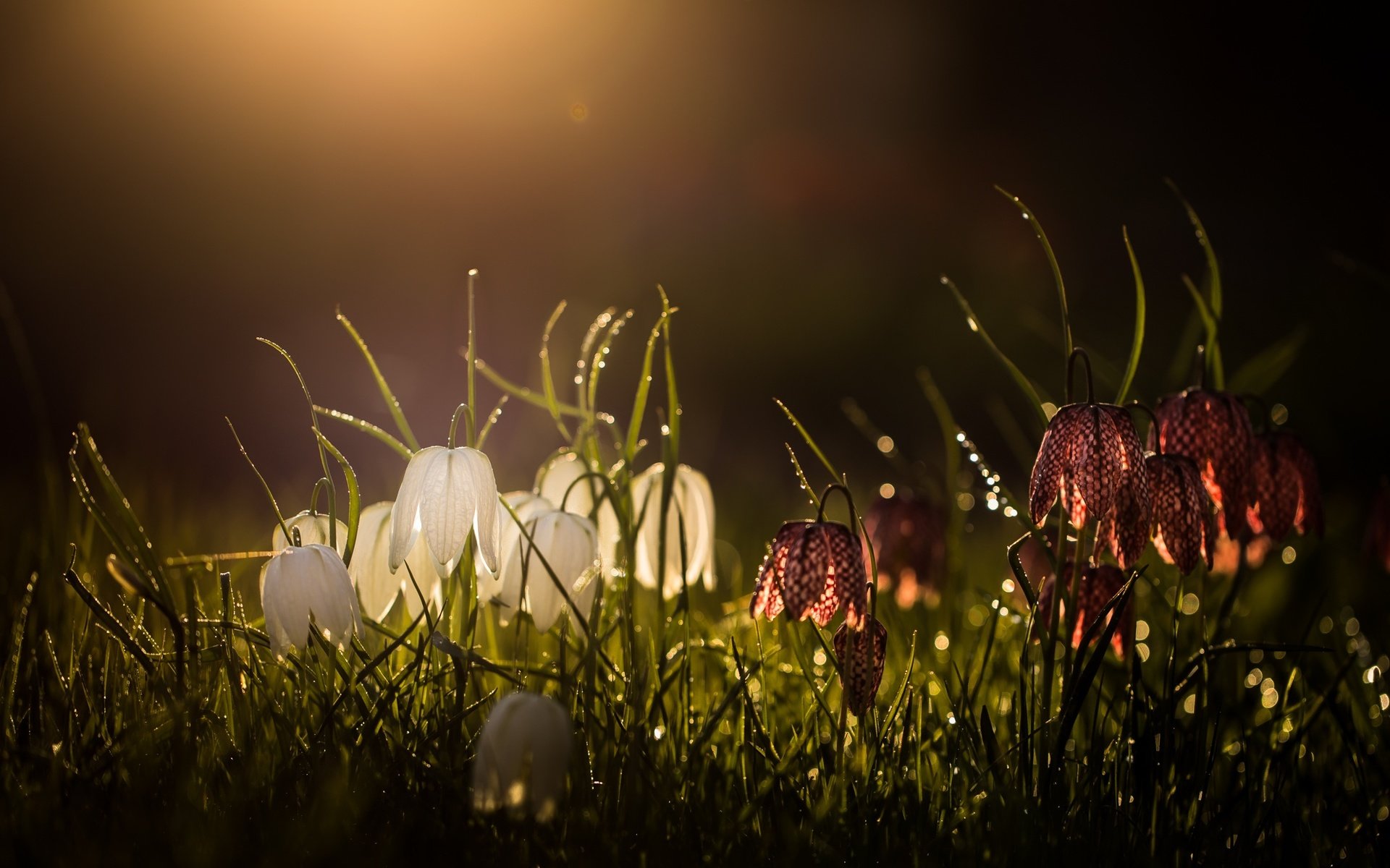 Обои цветы, трава, природа, роса, капли, рябчик шахматный, рябчик, egle lug, flowers, grass, nature, rosa, drops, grouse chess, grouse разрешение 2048x1245 Загрузить