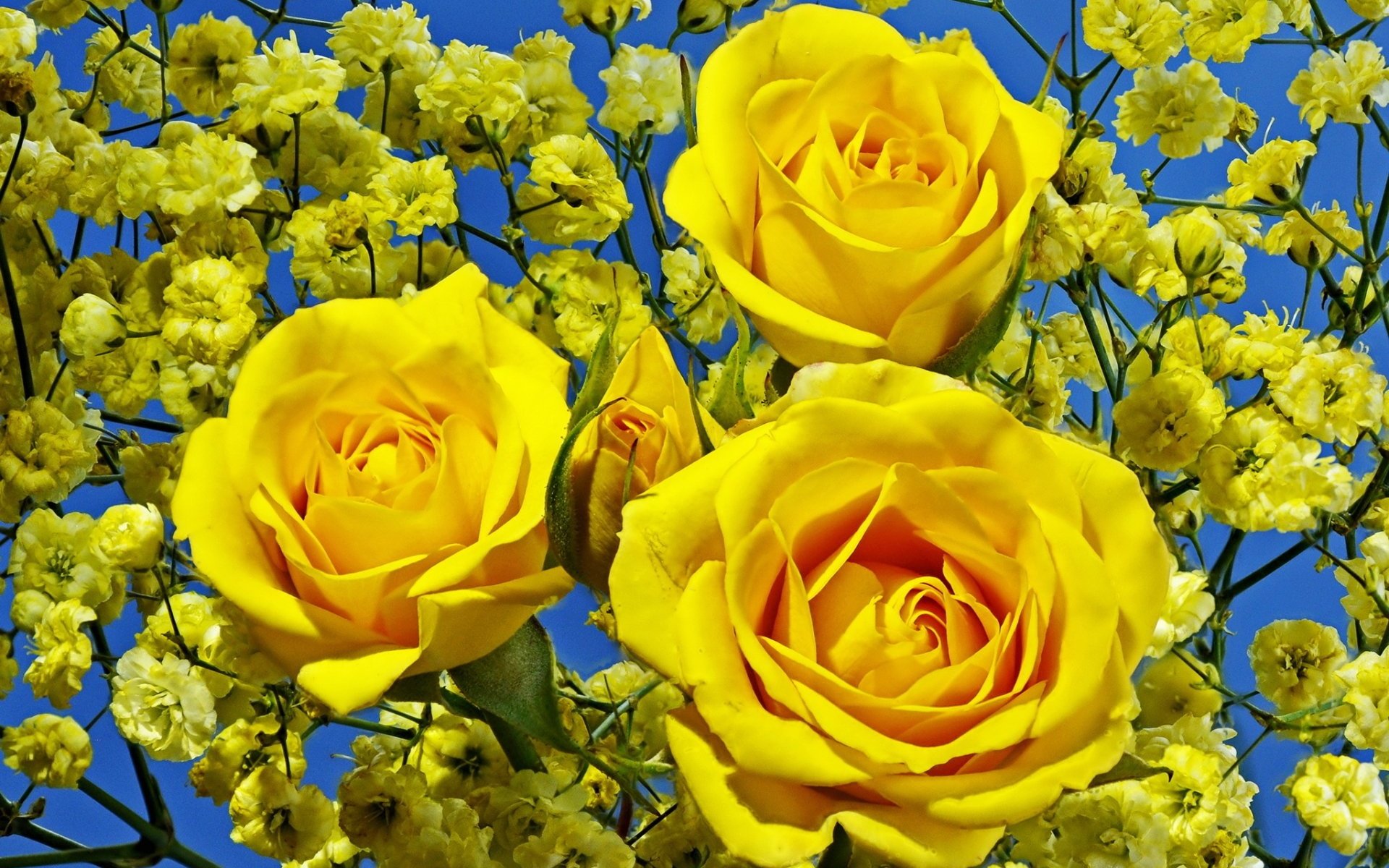 Обои цветы, бутоны, розы, лепестки, букет, желтые, гипсофила, flowers, buds, roses, petals, bouquet, yellow, gypsophila разрешение 1920x1440 Загрузить