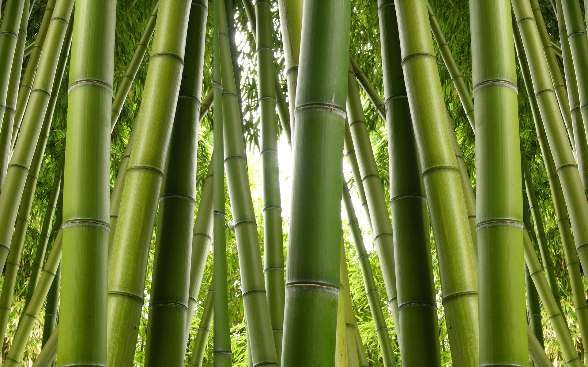 Обои природа, бамбук, заросли, nature, bamboo, thickets разрешение 6275x2824 Загрузить