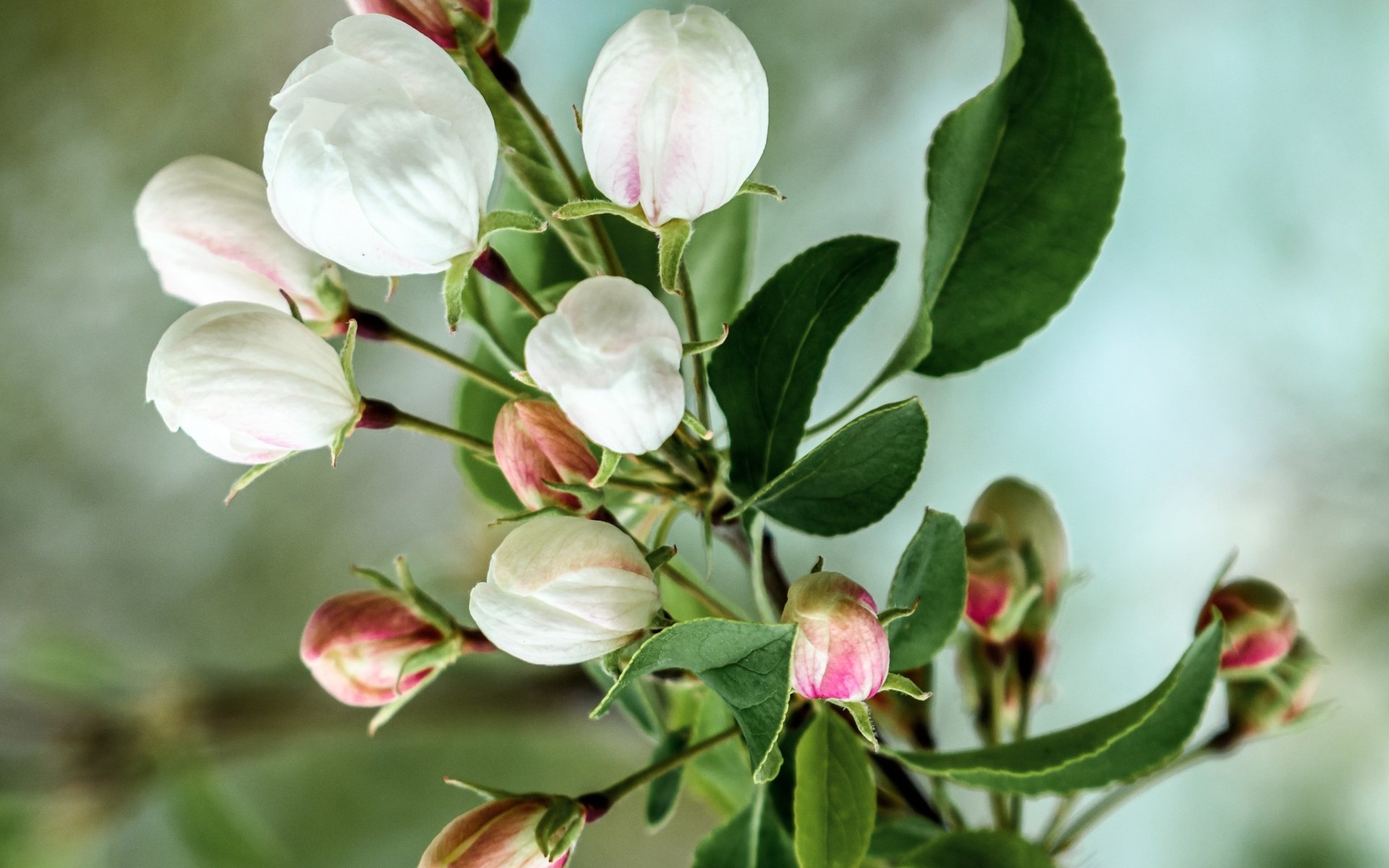 Обои цветы, ветка, цветение, бутоны, весна, яблоня, flowers, branch, flowering, buds, spring, apple разрешение 3423x2690 Загрузить