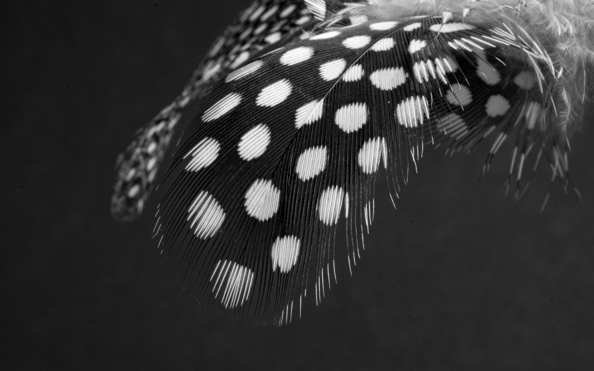 Обои чёрно-белое, перья, перо, перышко, black and white, feathers, pen, a feather разрешение 3840x2560 Загрузить