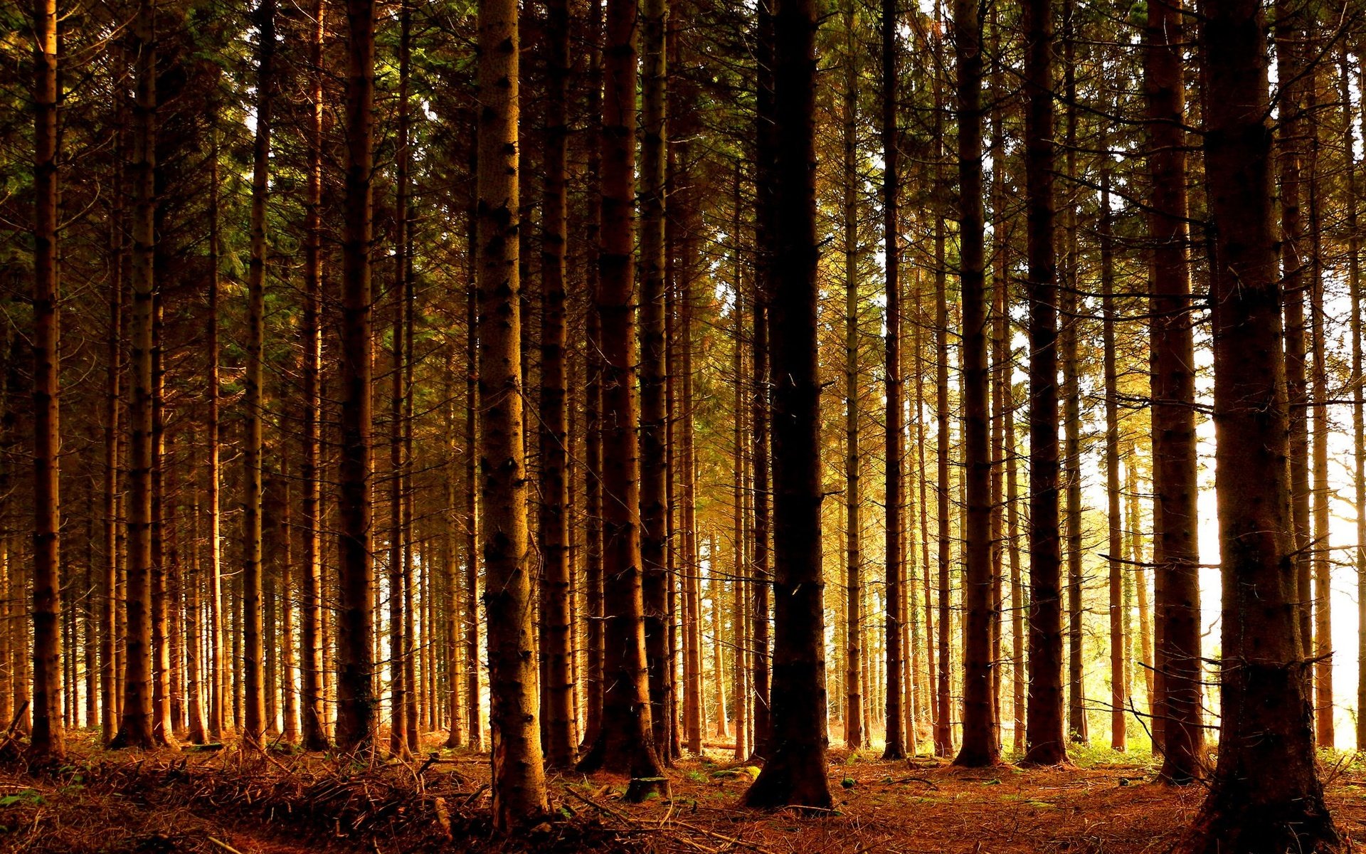Обои деревья, природа, лес, стволы, осень, солнечный свет, trees, nature, forest, trunks, autumn, sunlight разрешение 2048x1365 Загрузить