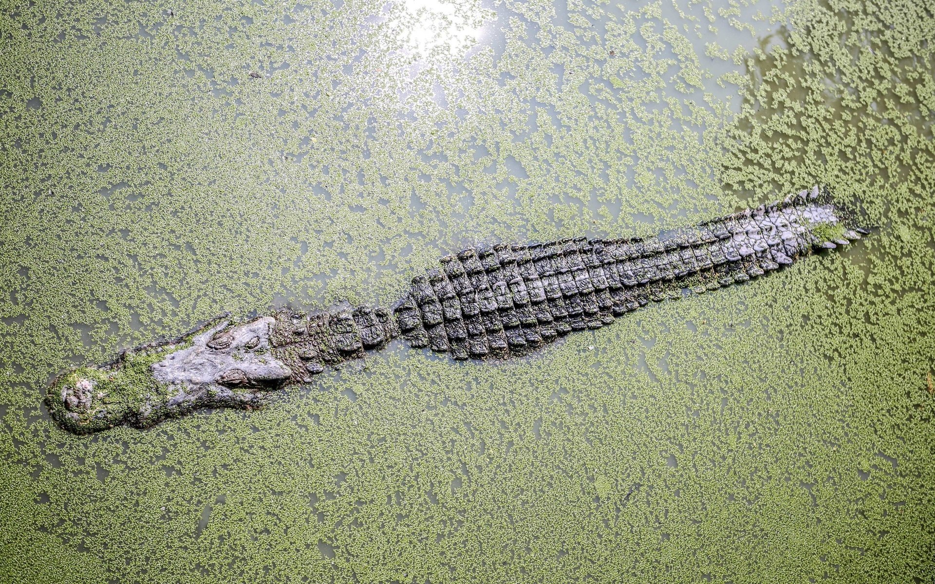 Обои вода, крокодил, водоросли, ряска, аллигатор, water, crocodile, algae, duckweed, alligator разрешение 3840x2400 Загрузить