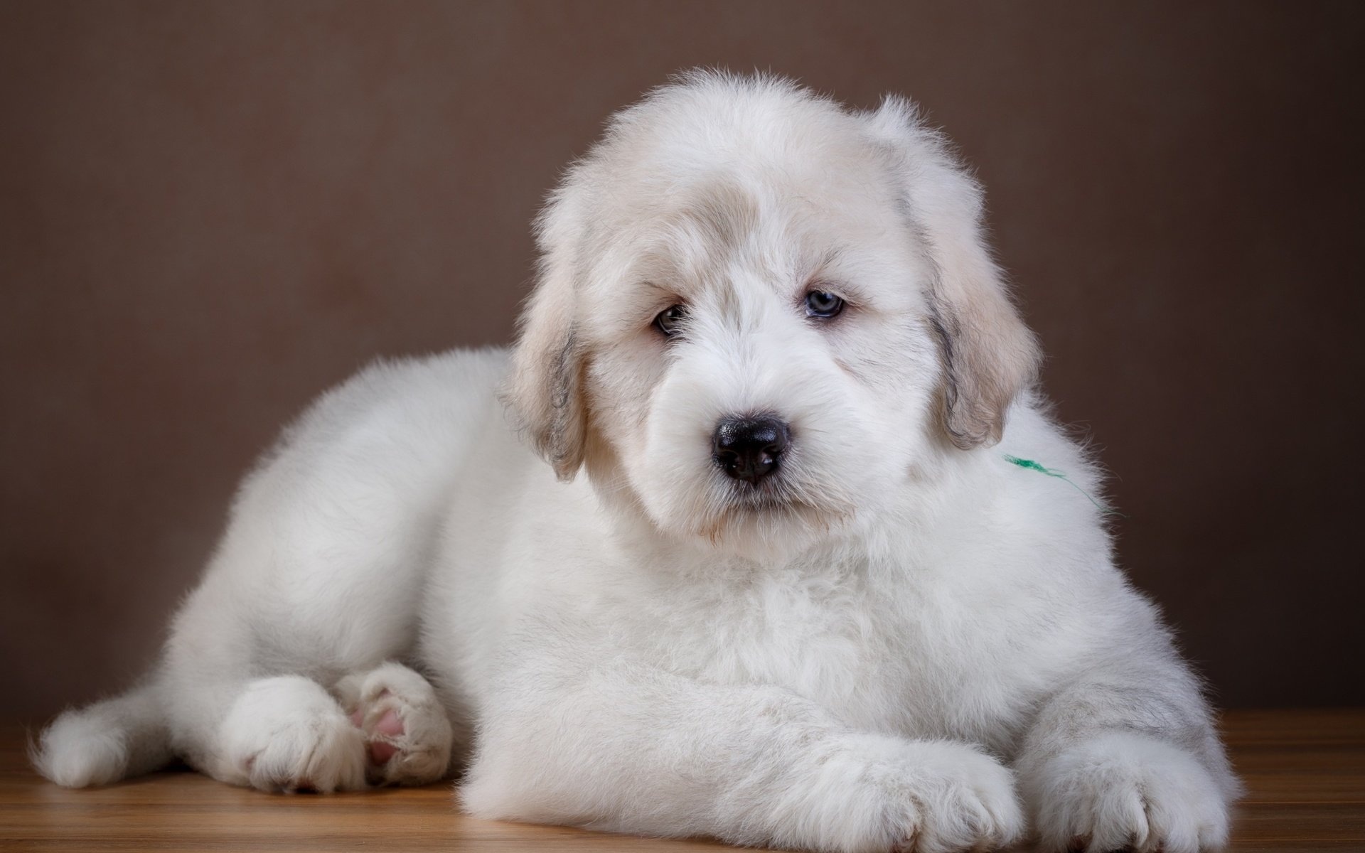 Обои собака, щенок, овчарка, южнорусская овчарка, dog, puppy, shepherd, the south russian shepherd dog разрешение 2880x1800 Загрузить